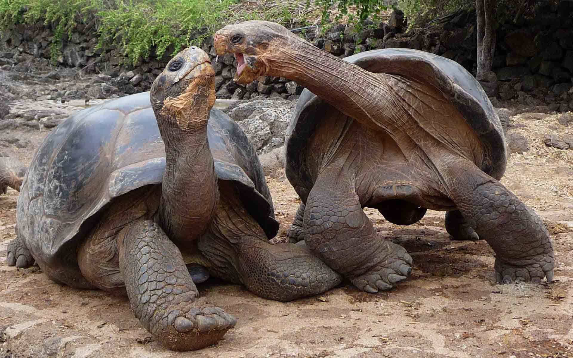 1920x1200 Galapagos Islands Tortoises Wallpaper