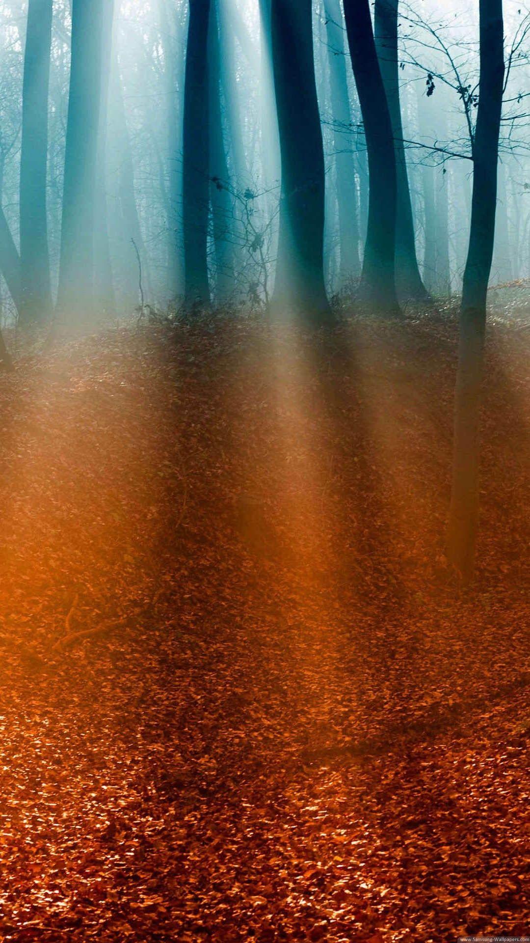 1080x1920 Nature iPhone 6 Plus Wallpaper Rays Forest Floor iPhone 6