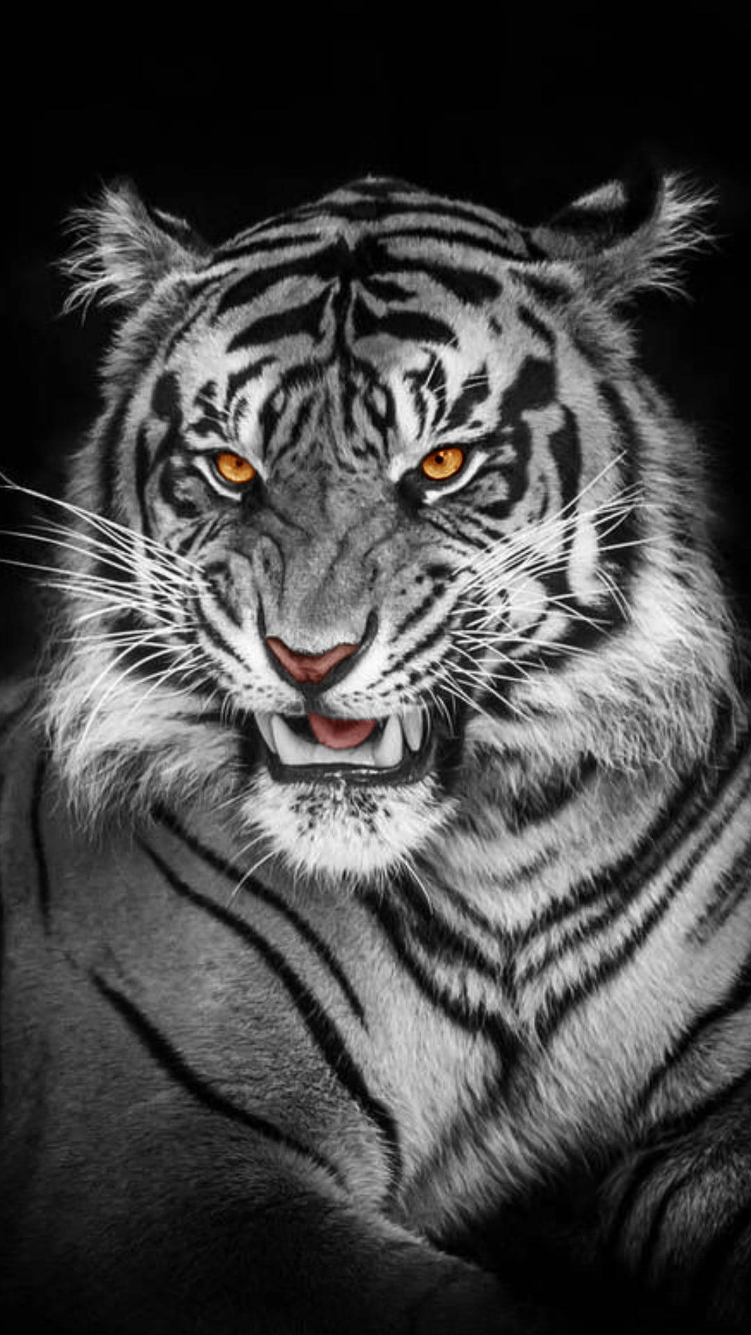 1080x1920 Download Black Tiger Stripes Of Albino Tiger Wallpaper
