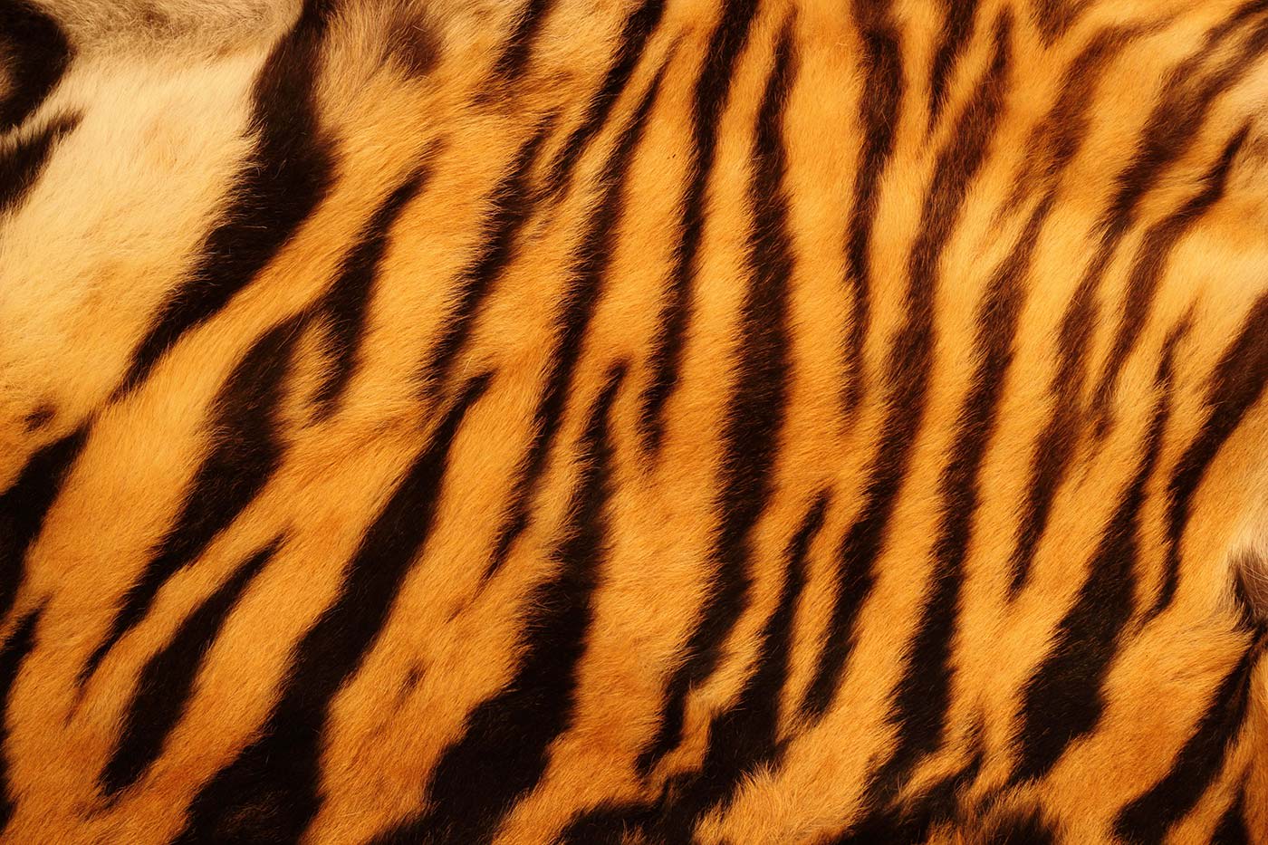 1400x933 Facts About Tigers You Might Not Have Known. WWF Australia Facts About Tigers You Might Not Have Known