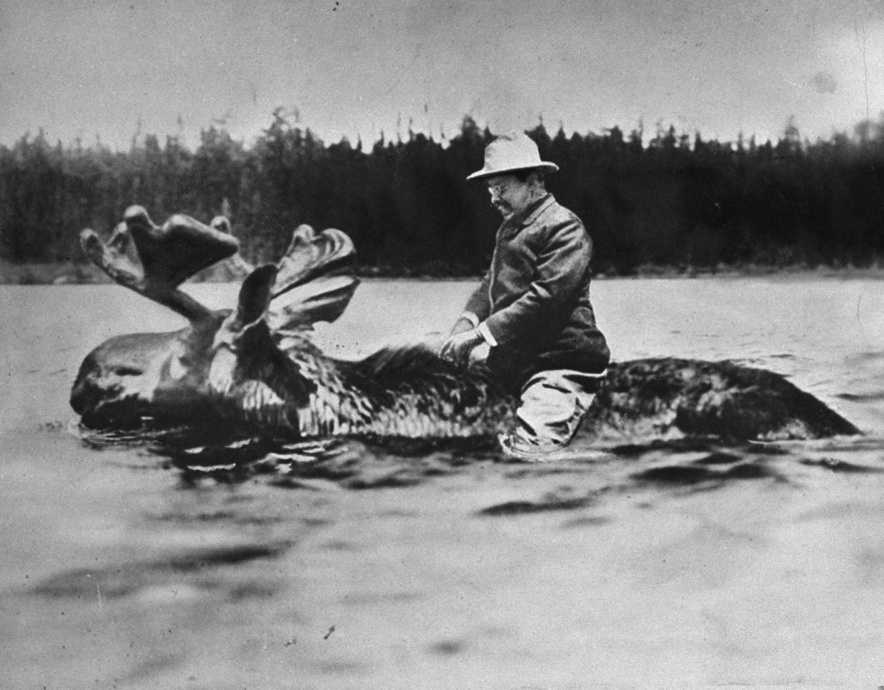 1280x998 Theodore Teddy Roosevelt Riding a Moose Photo Poster Art Photo American Presidents Posters Artwork 11x14: Posters & Prints
