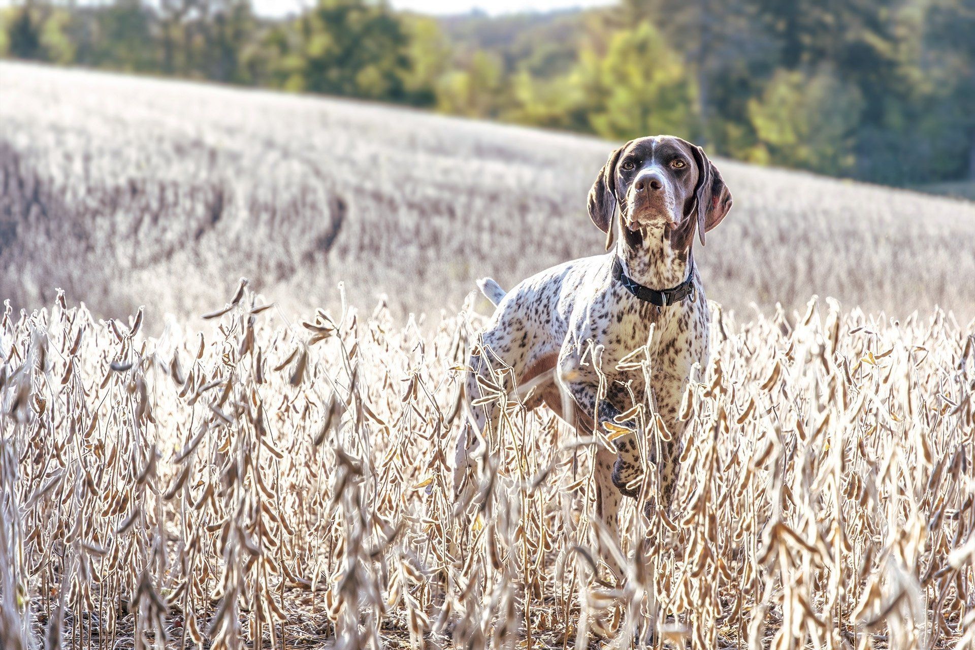 1920x1280 Animal German Shorthaired Pointer HD