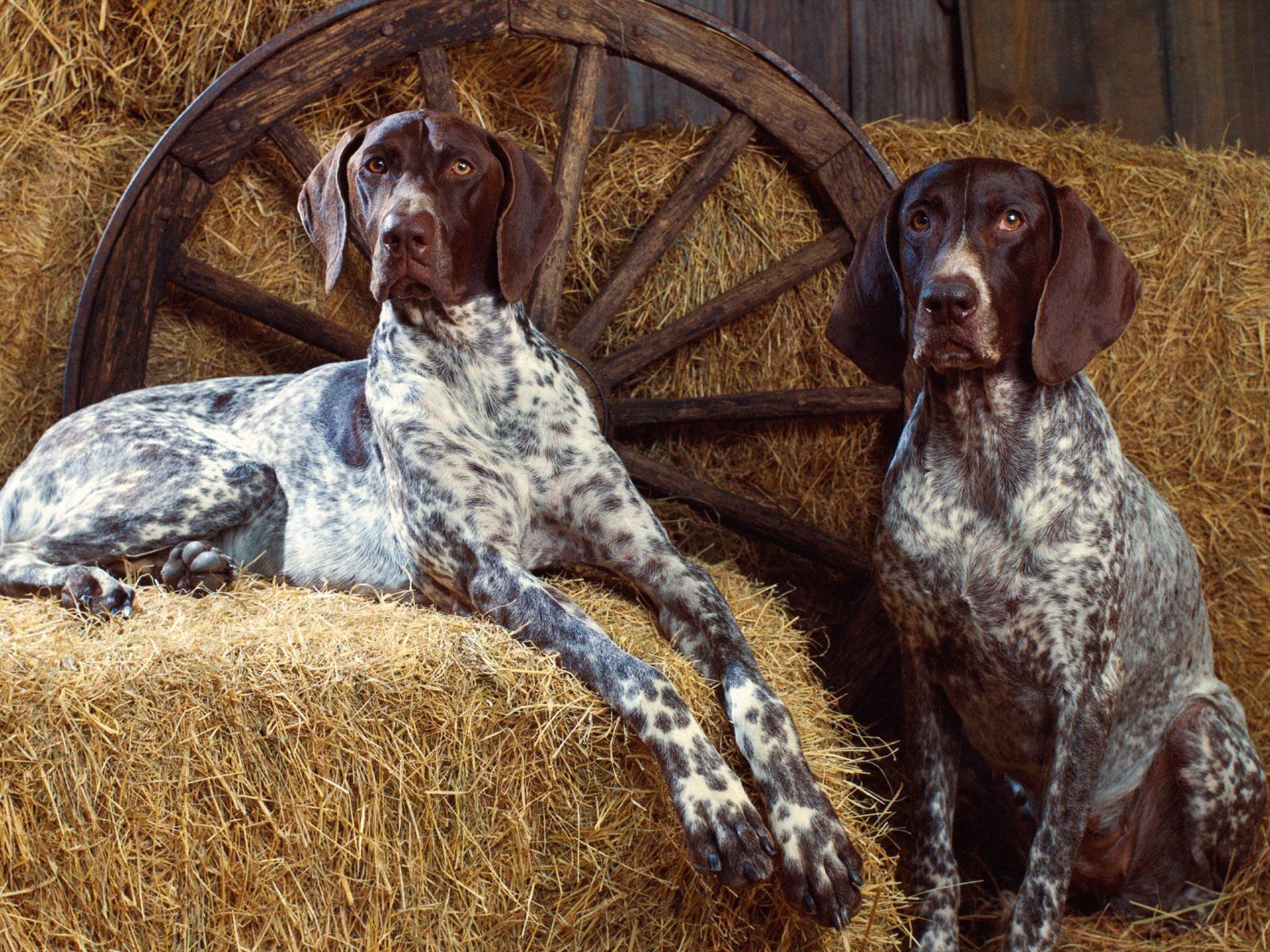 1920x1440 Pointer Dog Wallpaper
