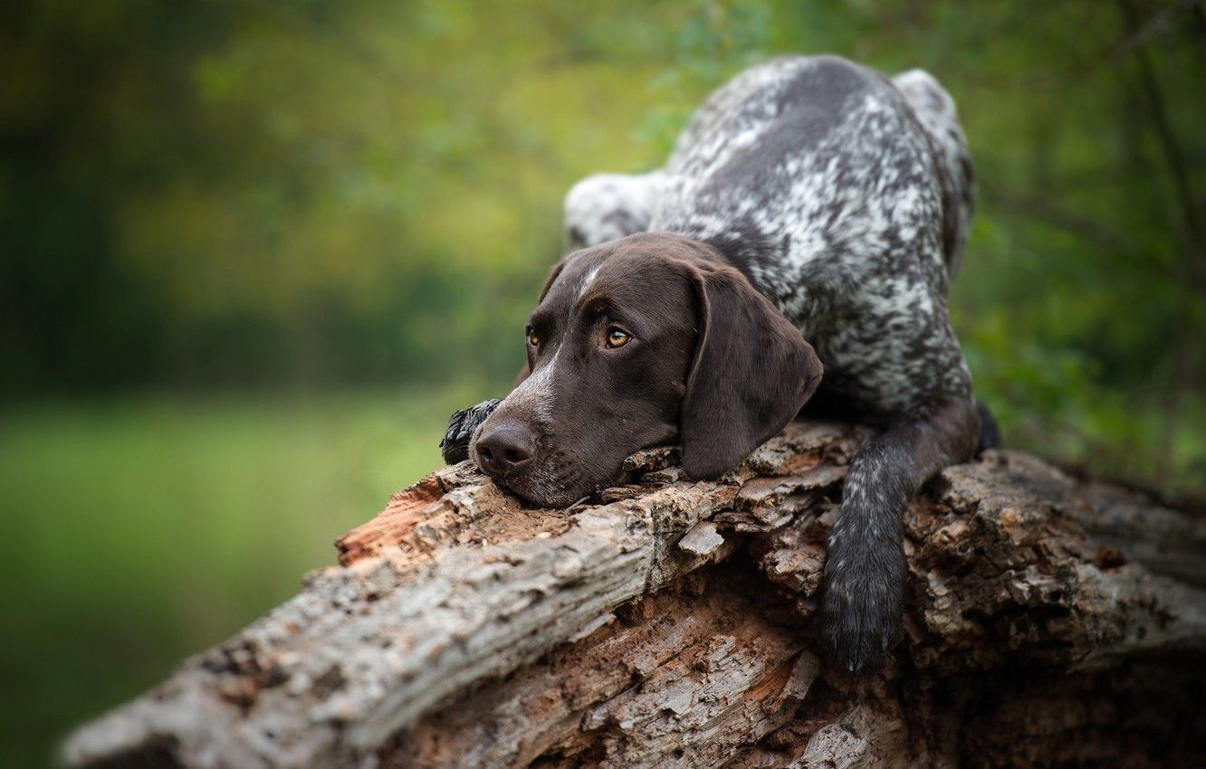 1332x850 German Shorthaired Pointers Wallpaper