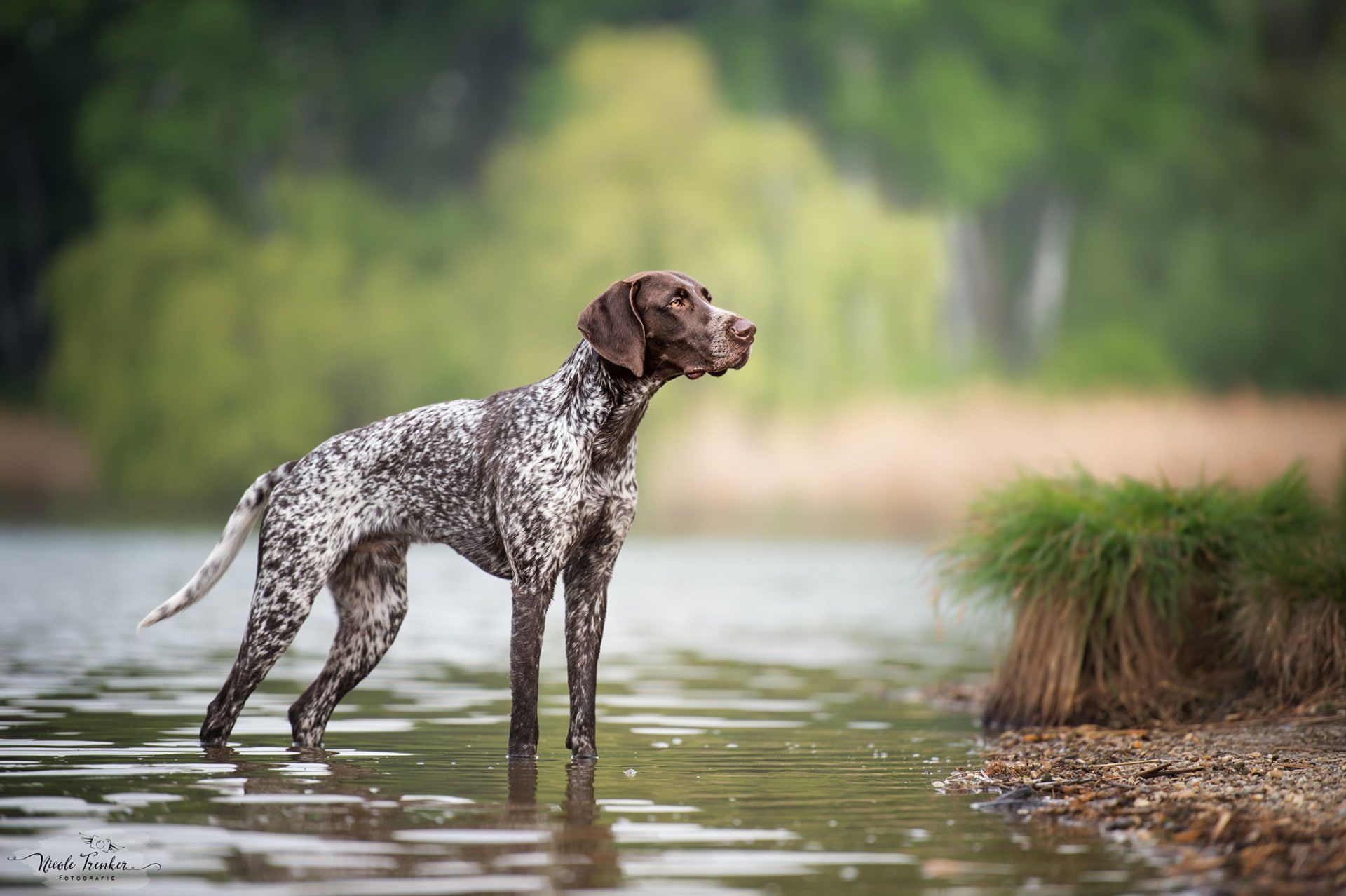 1920x1278 Dogs, German Shorthaired Pointer, Pet