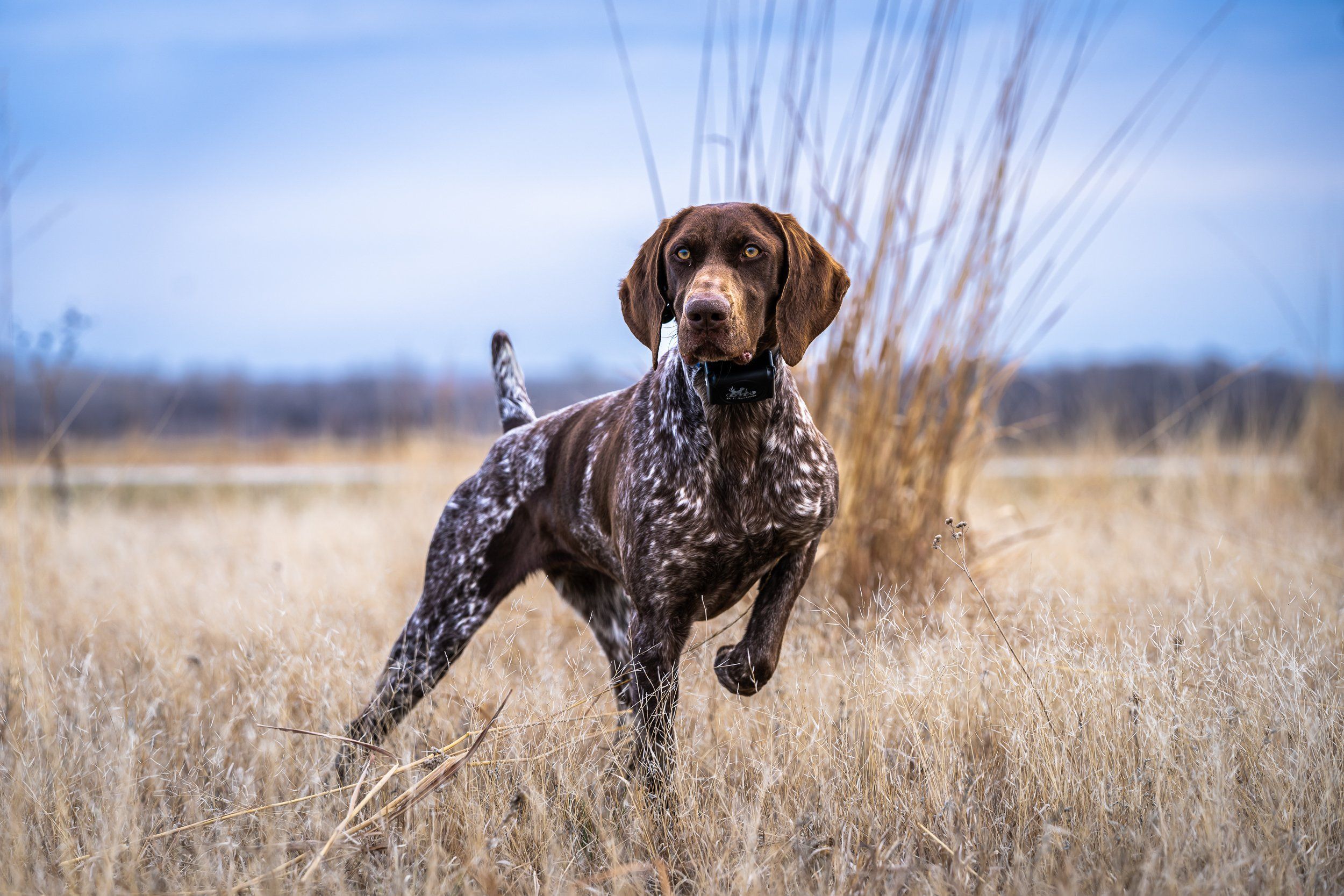 2500x1667 German Shorthaired Pointer Litters