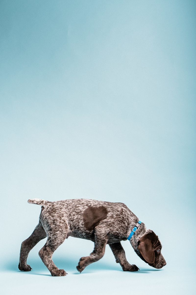 800x1199 Puppy Love: German Shorthaired Pointers