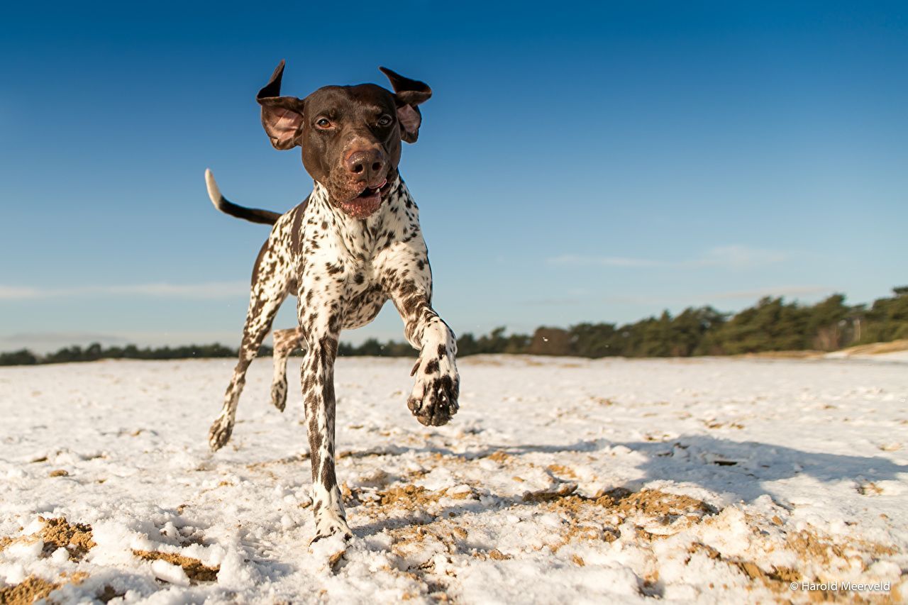 1280x853 German Shorthaired Pointer Snow animal