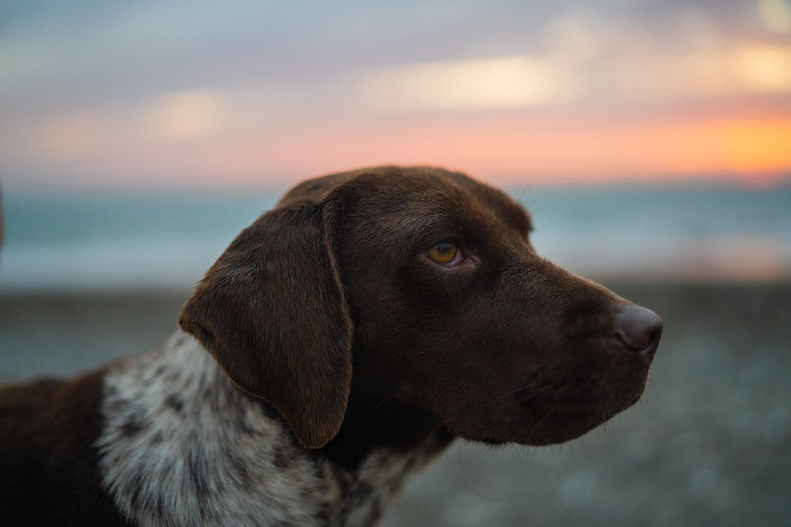 1125x750 Brown German Shorthaired Pointer Dog
