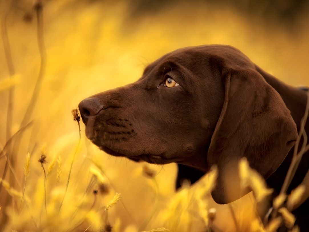 1083x813 German Shorthaired Pointer
