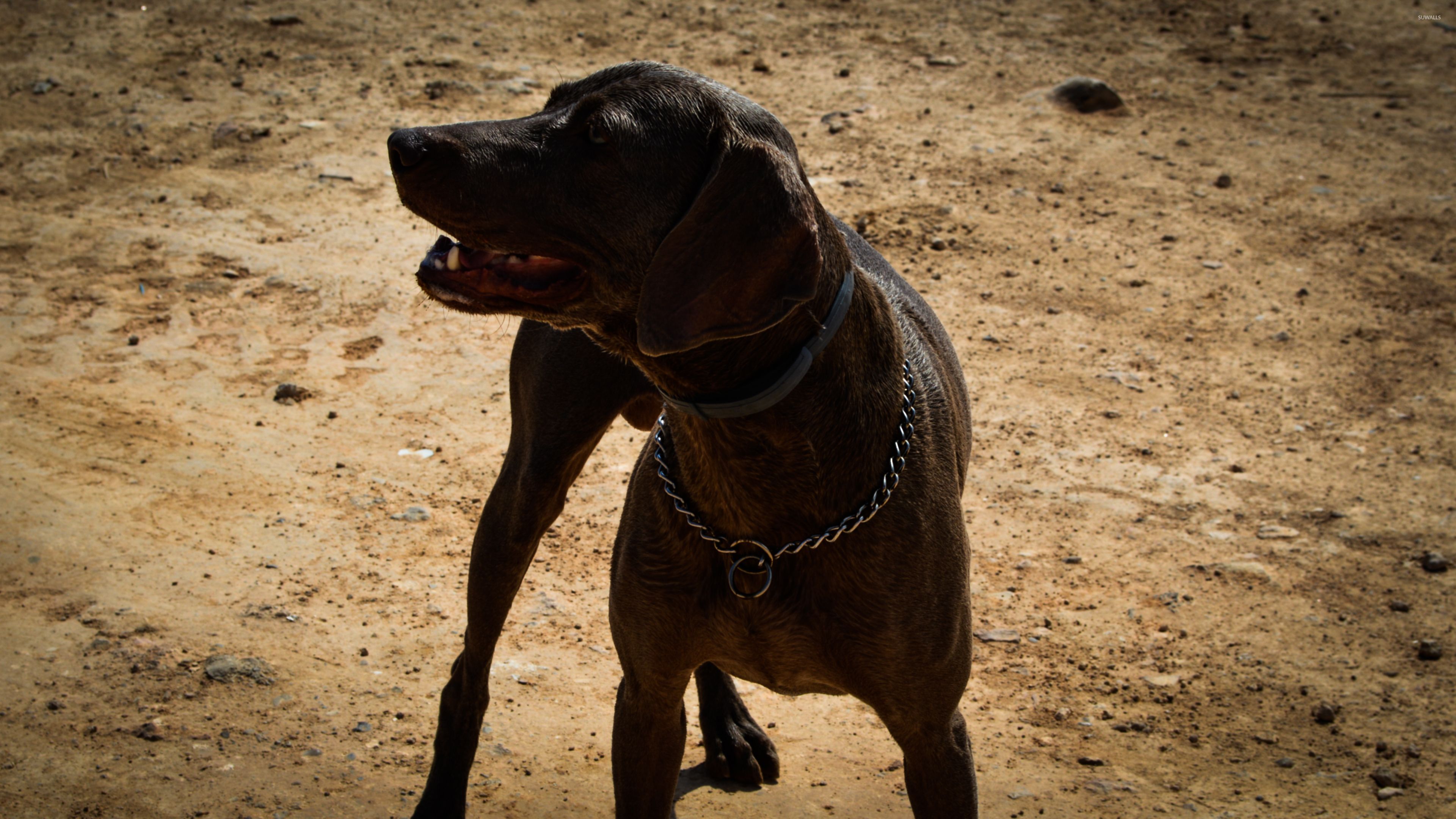 3840x2160 German Shorthaired Pointer 2