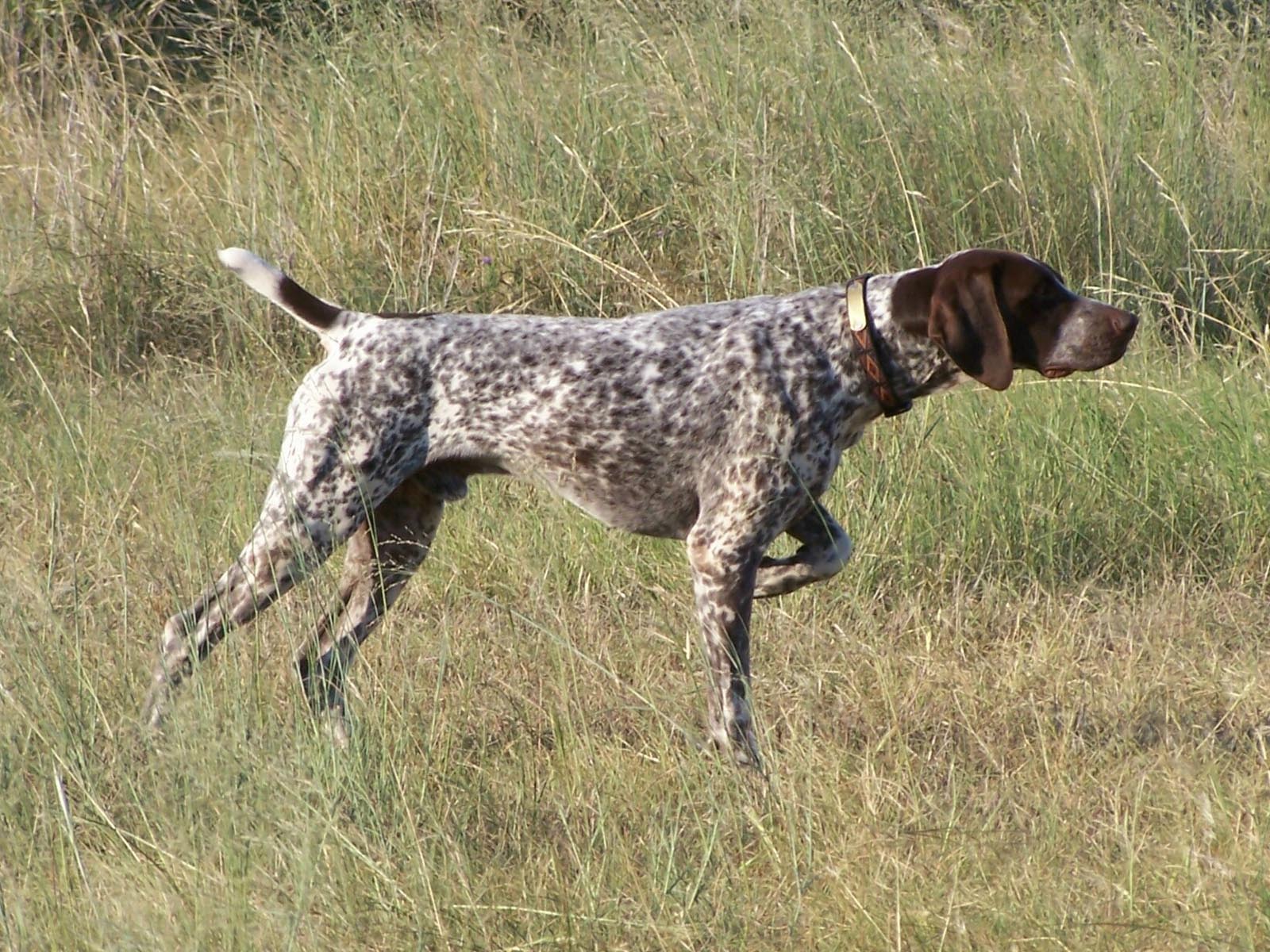 1600x1200 German Shorthaired Pointer Wallpaper