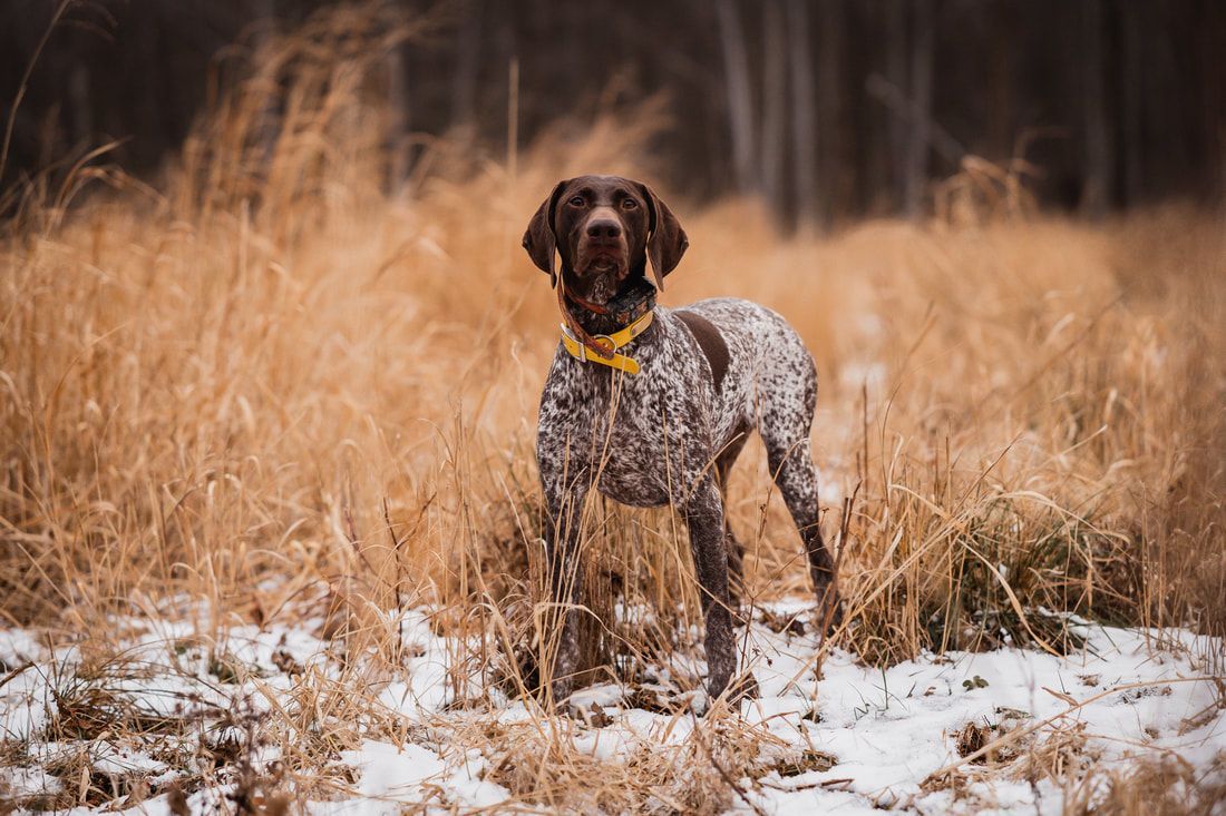 1100x733 Locked On Point German Shorthaired Pointers