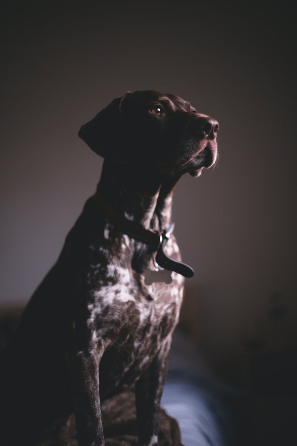 1000x1500 Short Coated Tan Dog Photo