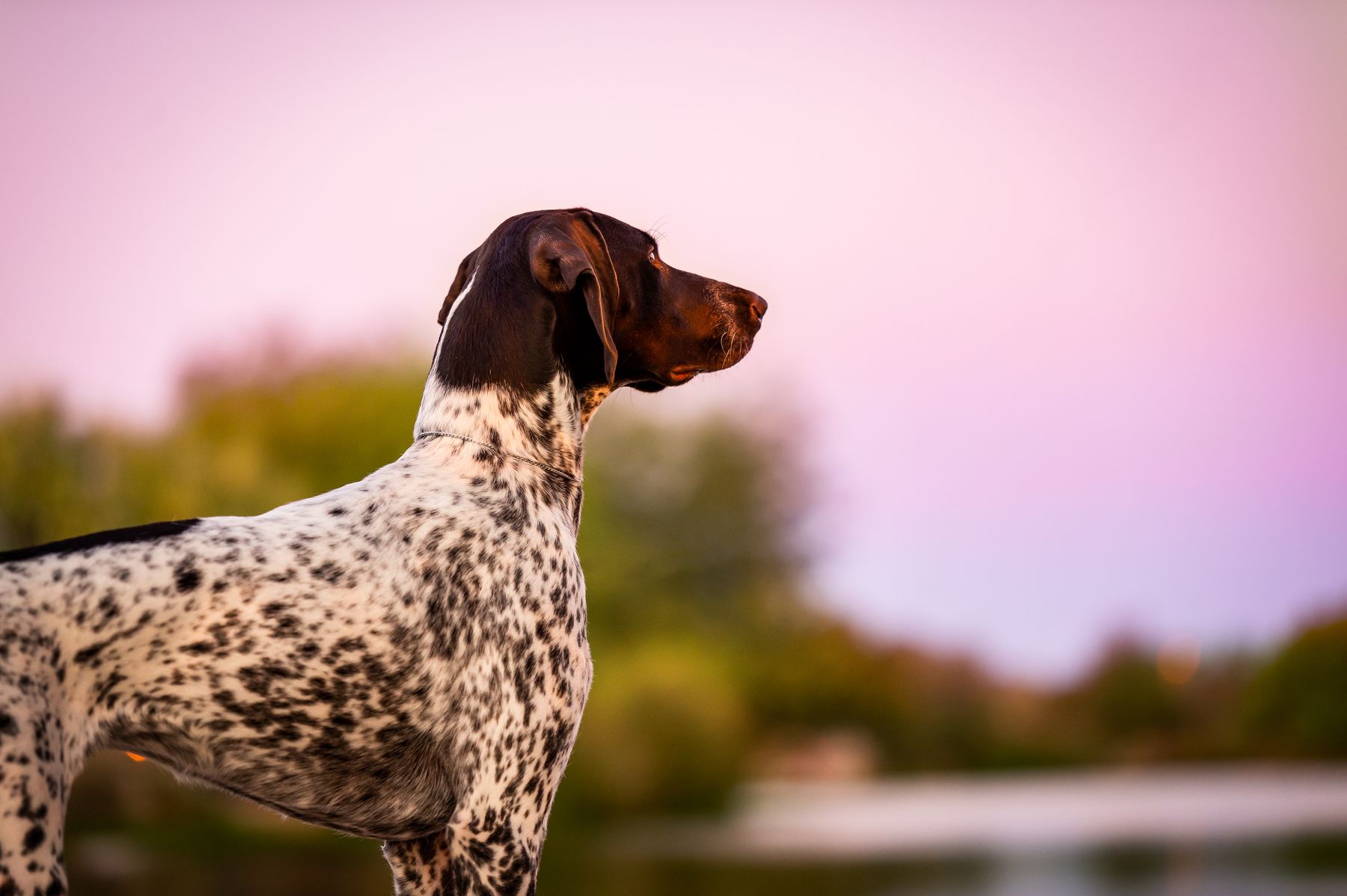 1800x1198 Honor German Shorthaired Pointers