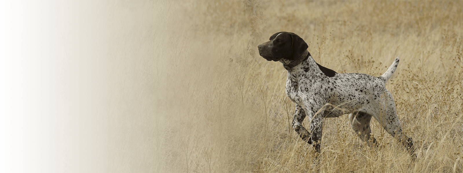 1600x600 German Shorthaired Pointer Puppies NY