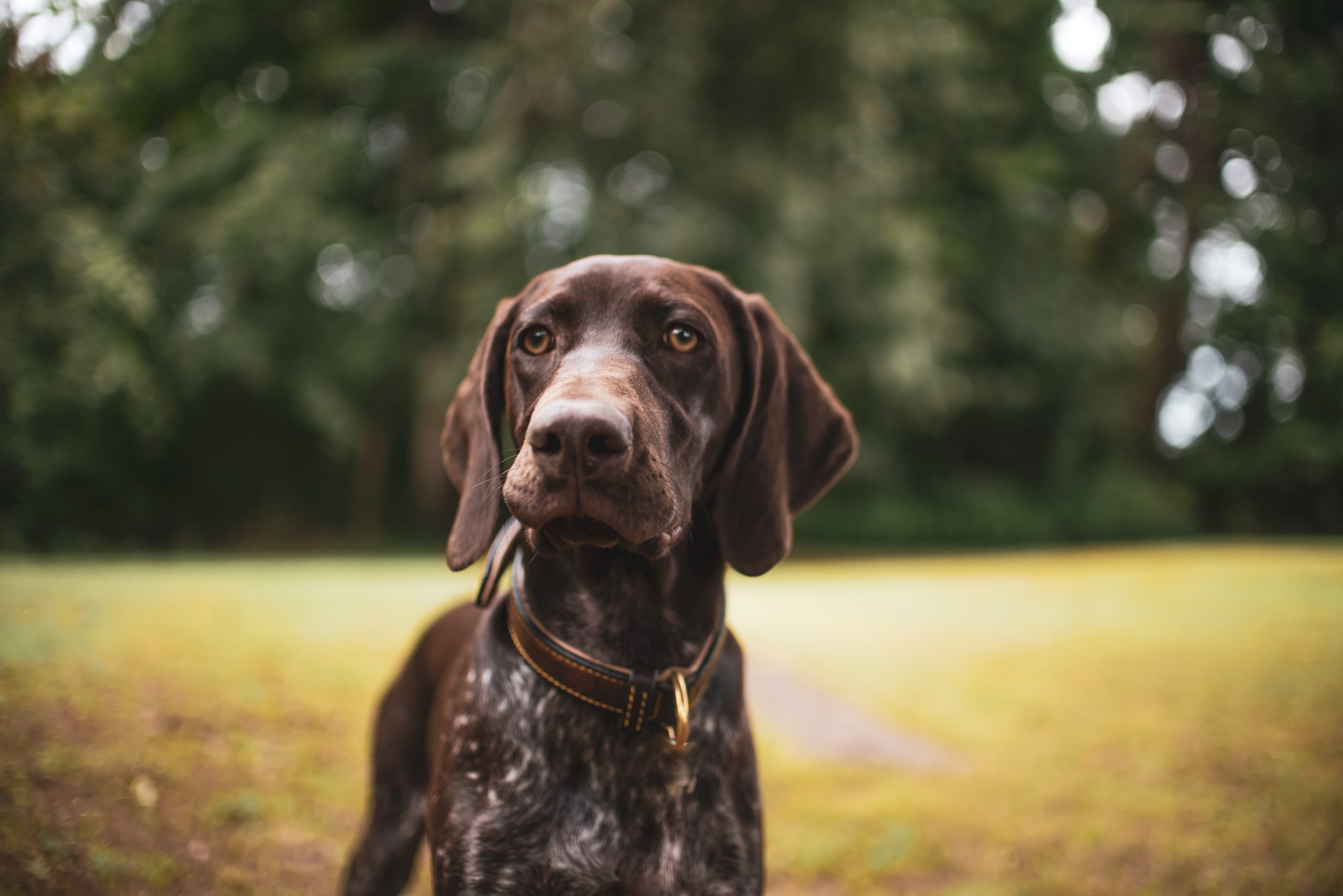 2560x1707 Male & Female German Shorthaired