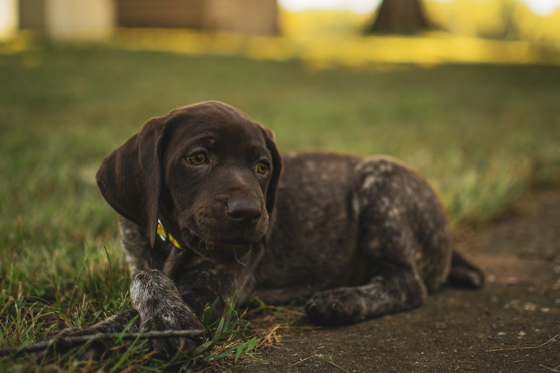 1126x750 A German Shorthaired Pointer Dog Lying