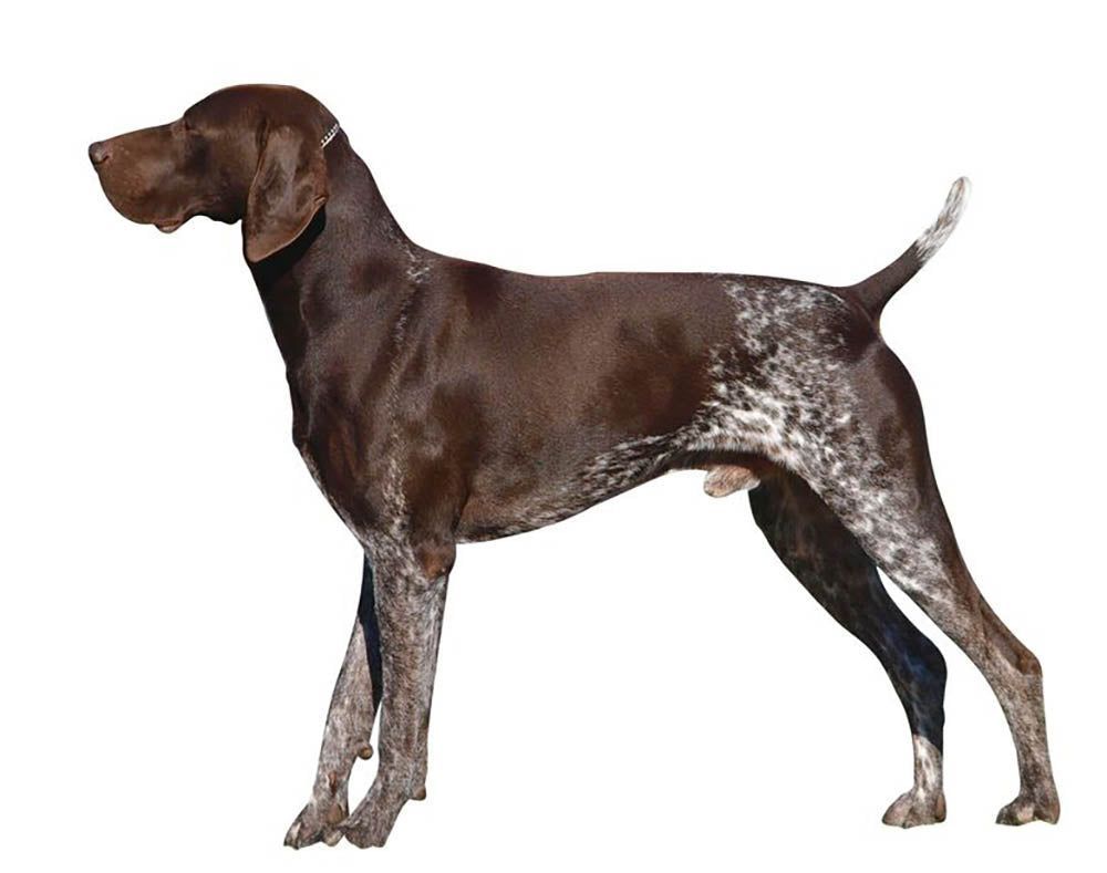 1000x789 German Shorthaired Pointer Wall Mural