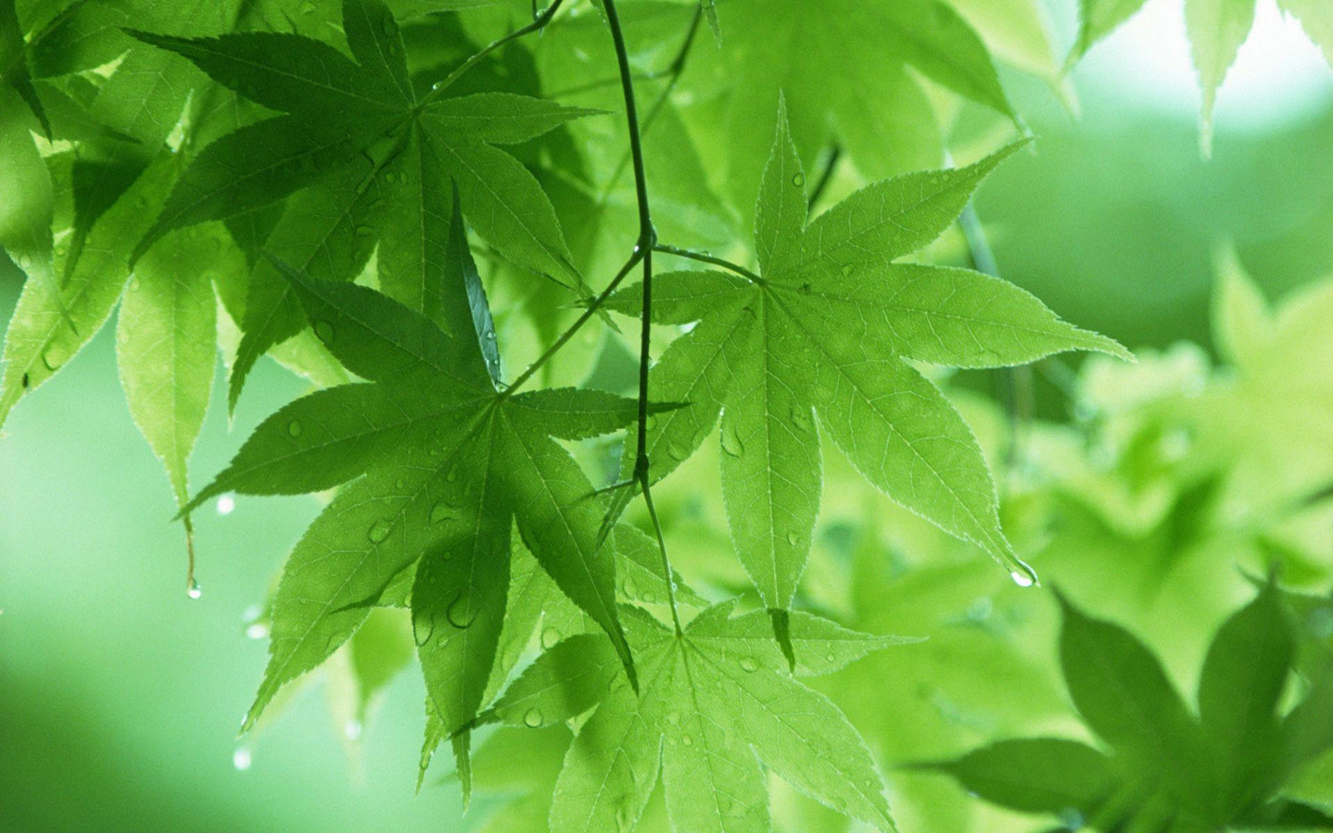 1920x1200 Green Leaves hình nền