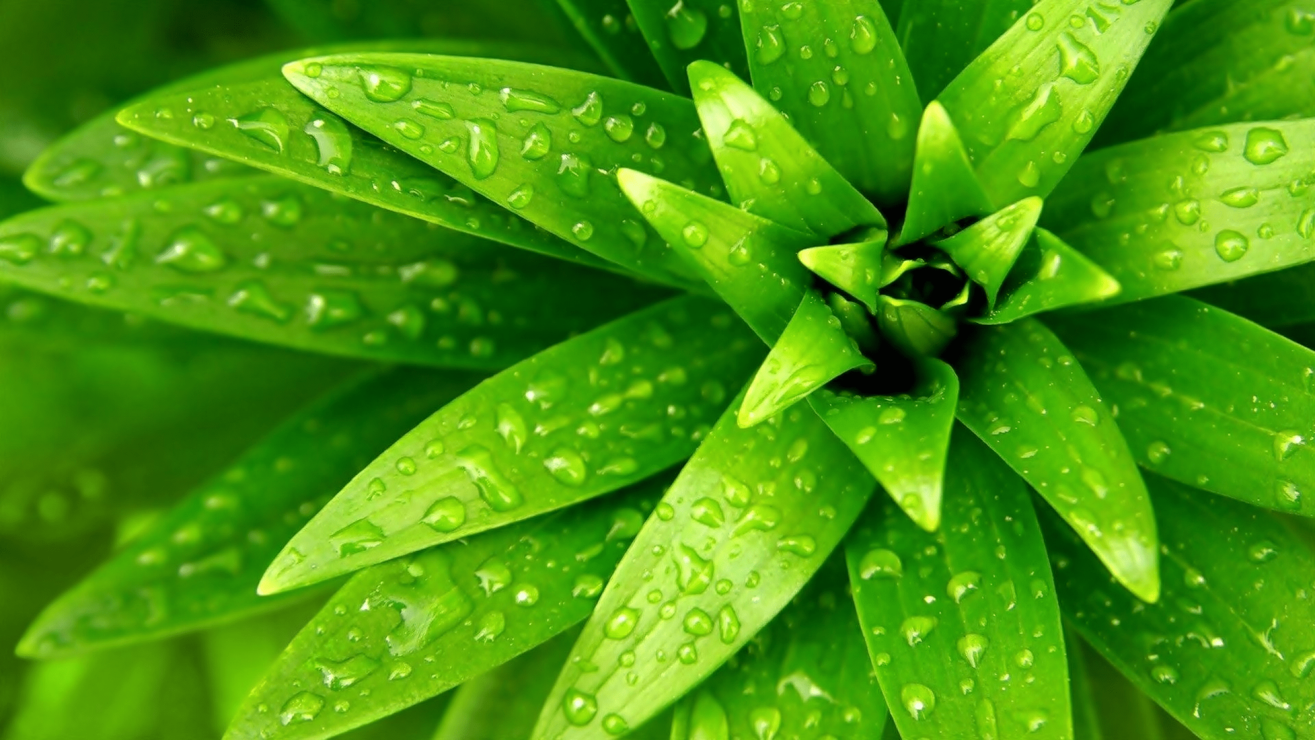 Green Nature Wallpapers - Top Free Green Nature Backgrounds