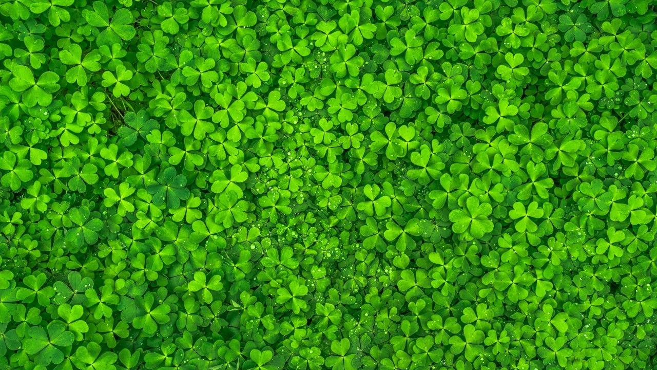 1280x720 Clovers, Green Leaves, HD Birthdays