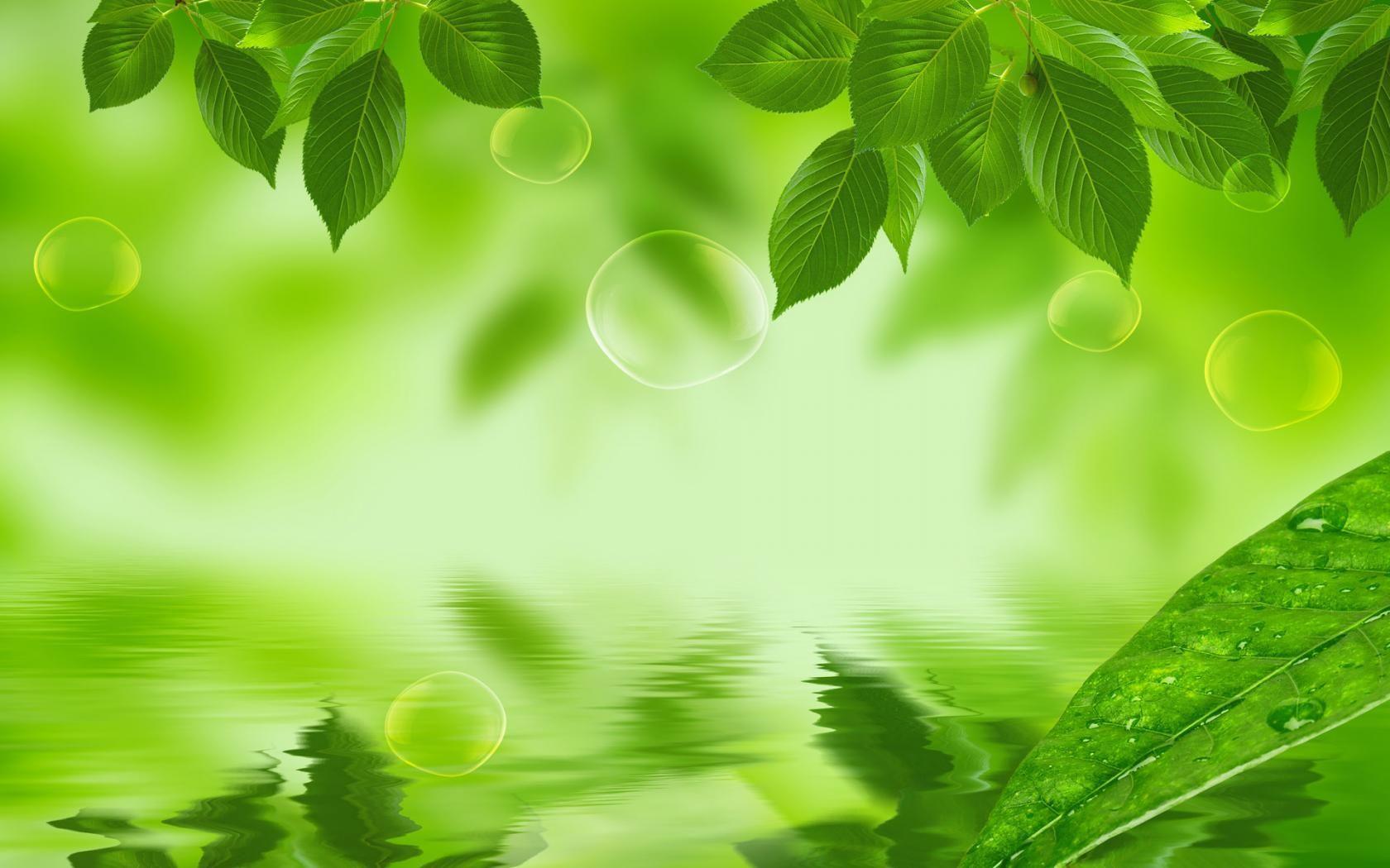 Green Leaves Wallpapers - Top Free Green Leaves Backgrounds -  WallpaperAccess