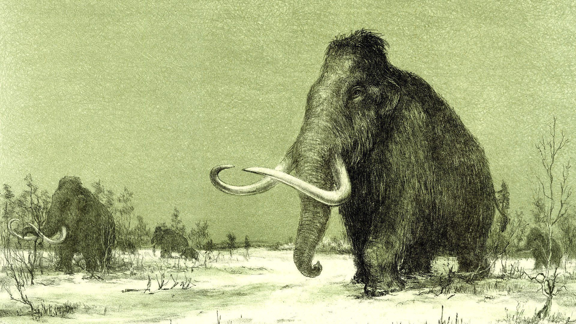 1920x1080 Mammut. this northern boy