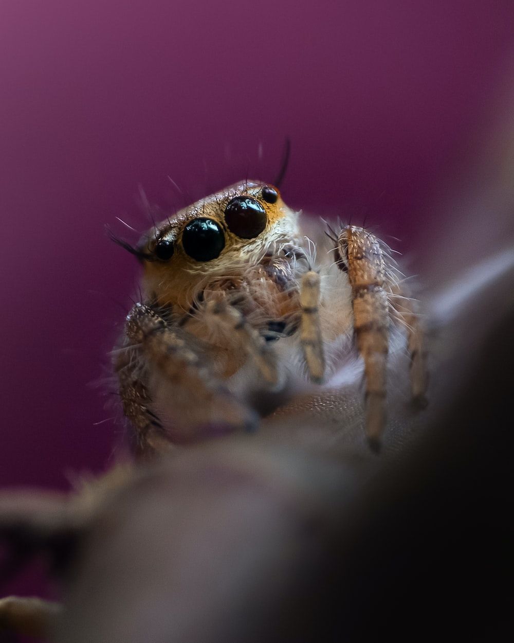Lush Where Can I Buy A Jumping Spider Abstract for Desktop Lush Where Can I Buy A Jumping Spider Abstract for Desktop