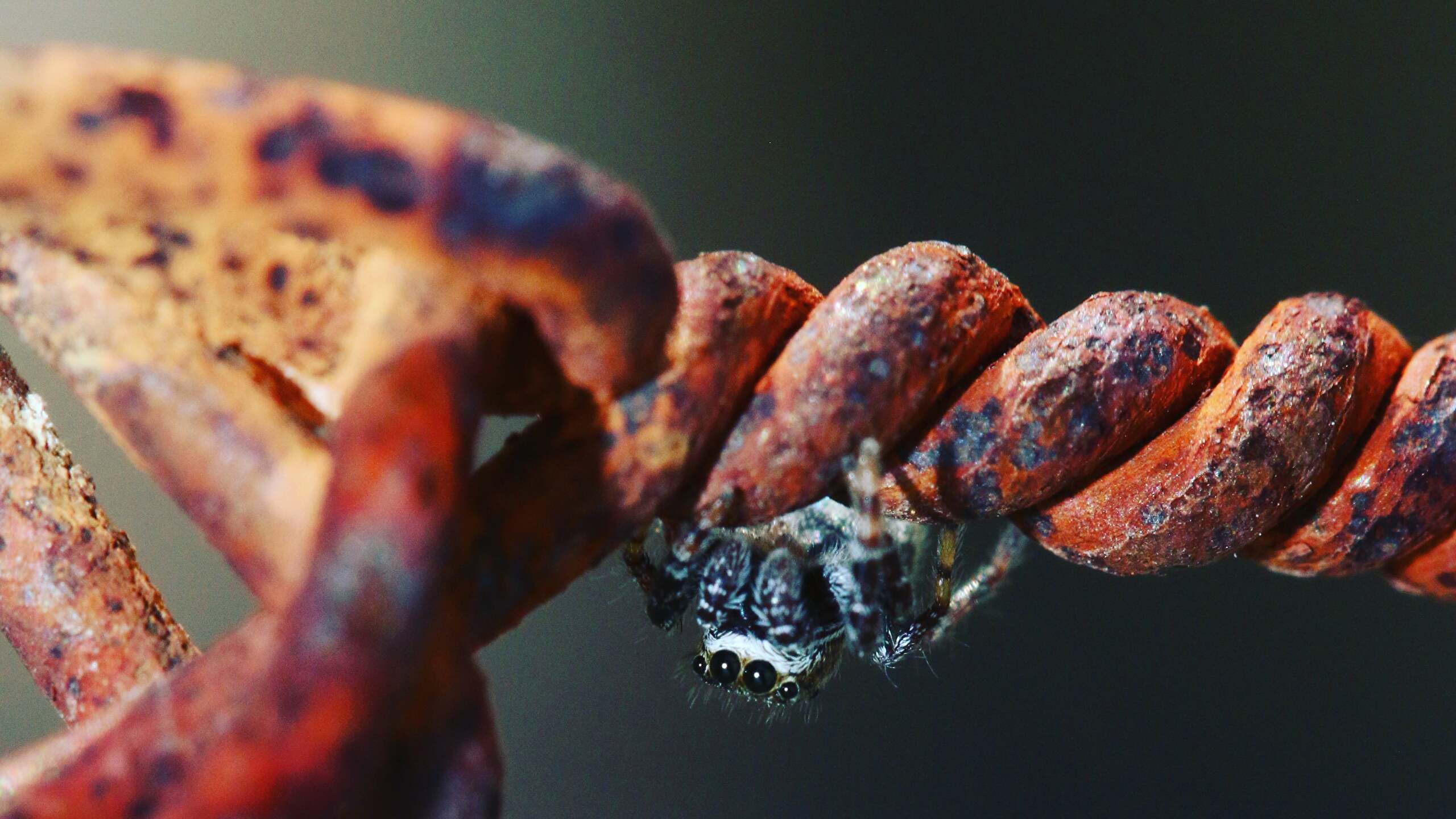 2560x1440 Jumping Spider On A Barbed Wire Fence