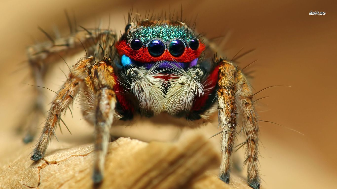 Mesmerizing Where Can I Buy A Jumping Spider Capture Digital Art Mesmerizing Where Can I Buy A Jumping Spider Capture Digital Art
