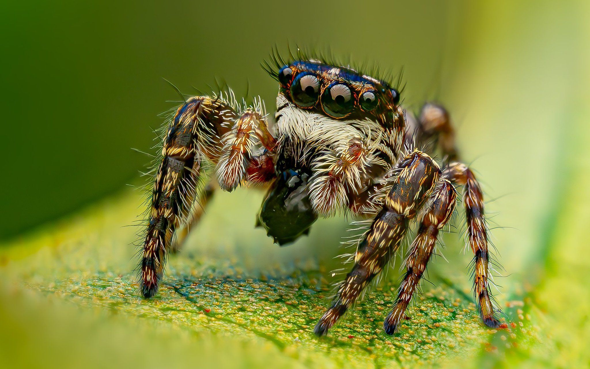 Jumping Spider Wallpapers - Top Free Jumping Spider Backgrounds ...