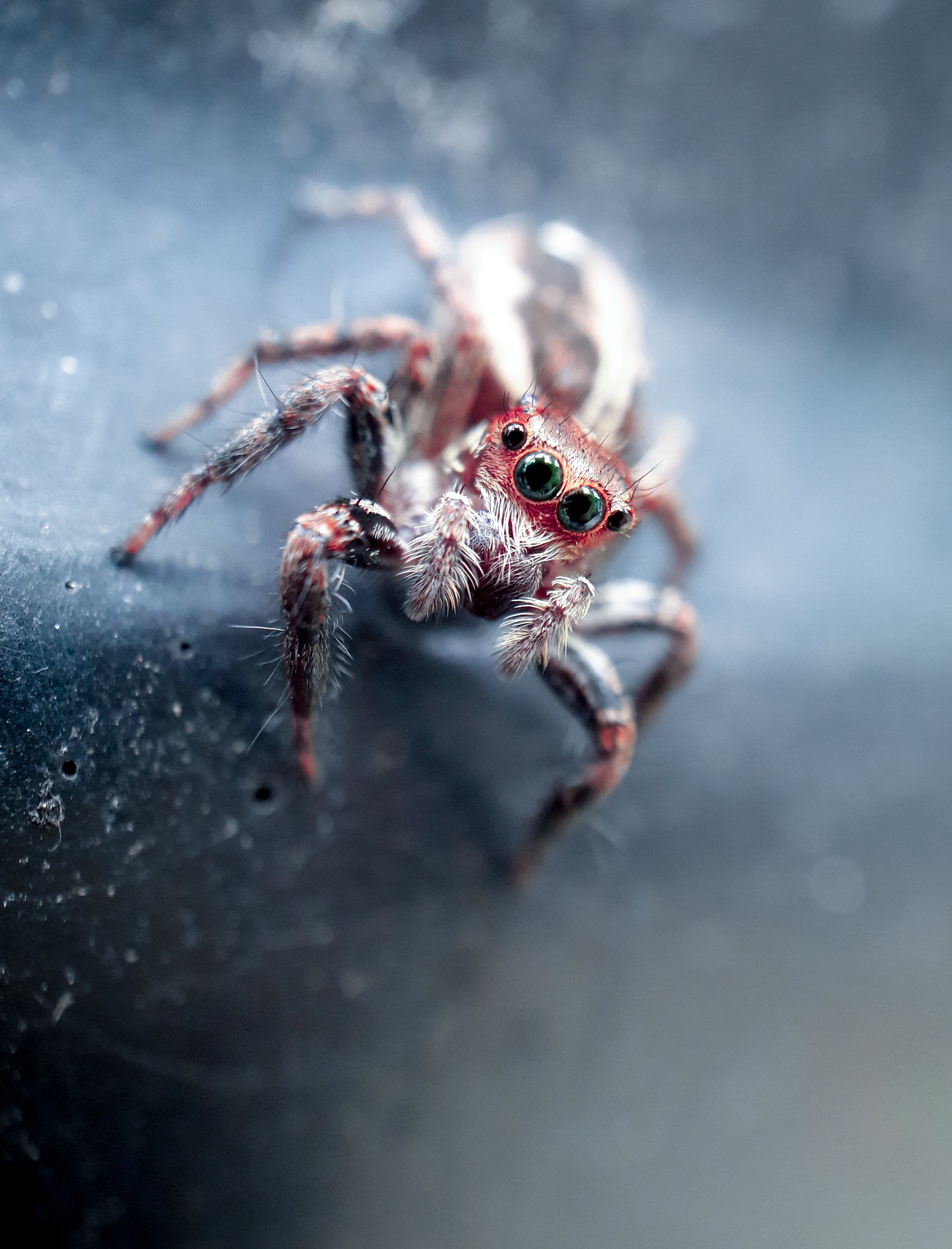 2841x3725 Red and White Jumping Spider in Close