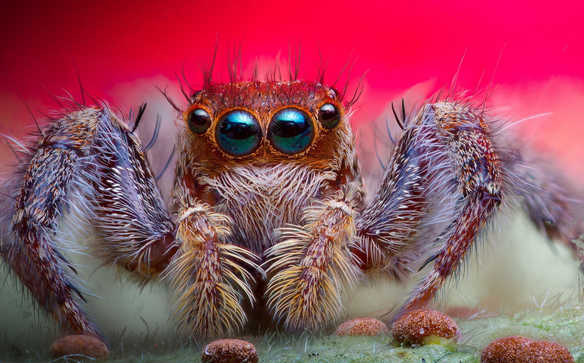 Artistic Where Can I Buy A Jumping Spider Photo Collection Artistic Where Can I Buy A Jumping Spider Photo Collection