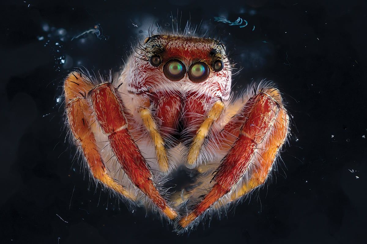 1200x800 Up Close Invertebrates