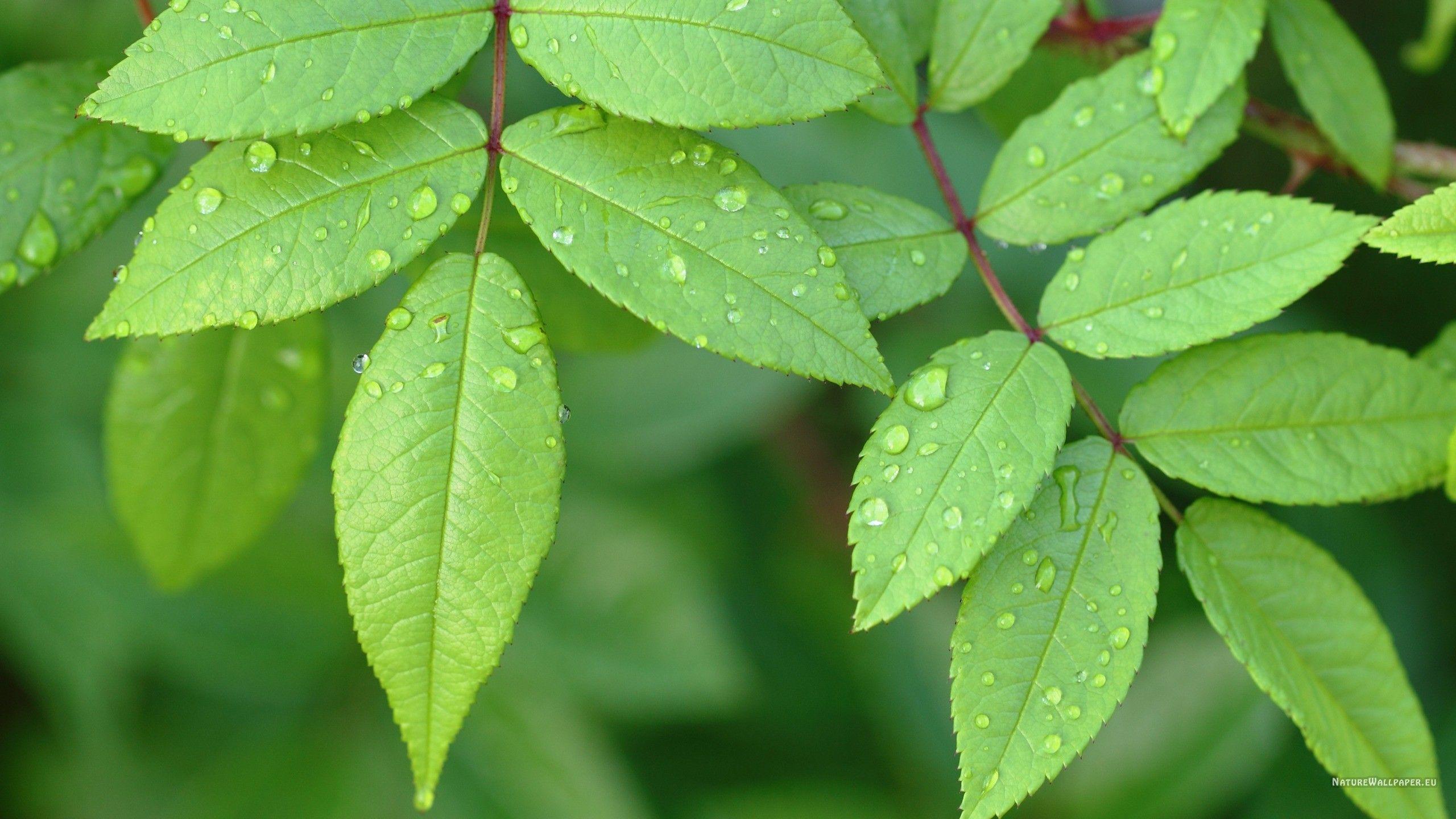 2560x1440 Little Green Leaves Wallpaper HD Background Wallpaper Free