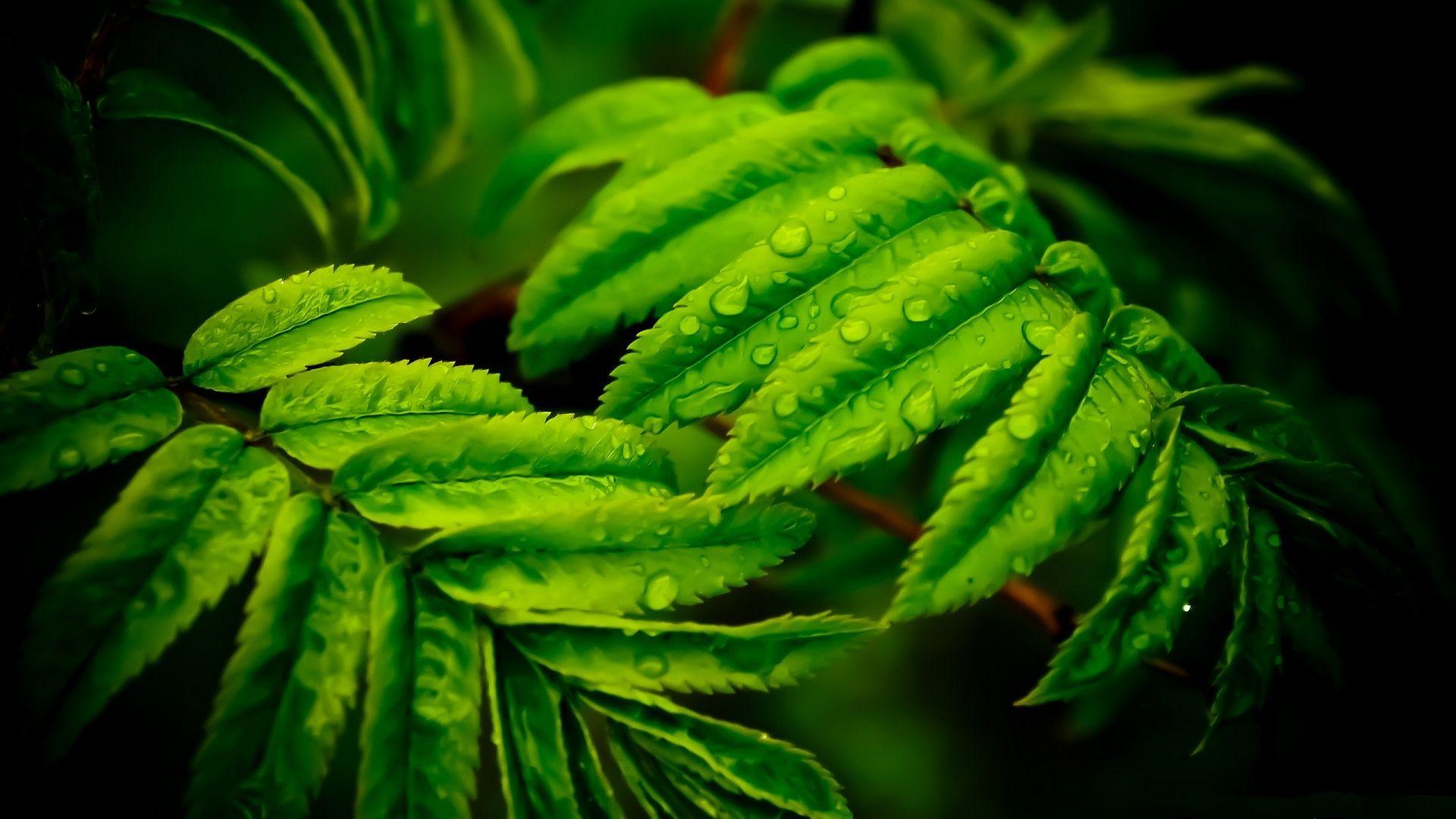 1920x1080 Wallpaper green leaves Gallery