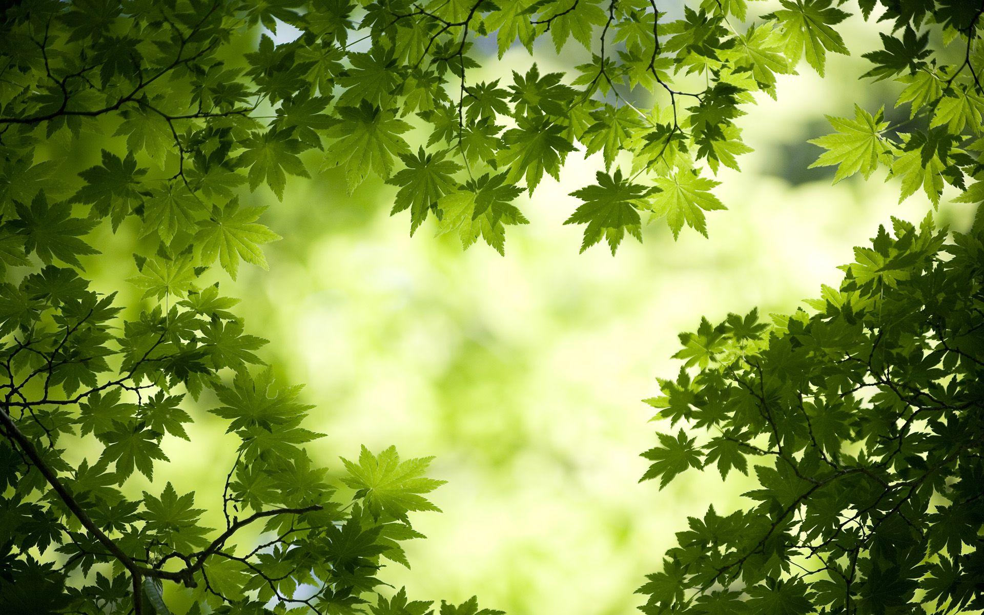 1920x1200 Best Green Leaves Wallpaper in High Quality, Harish Hemphill