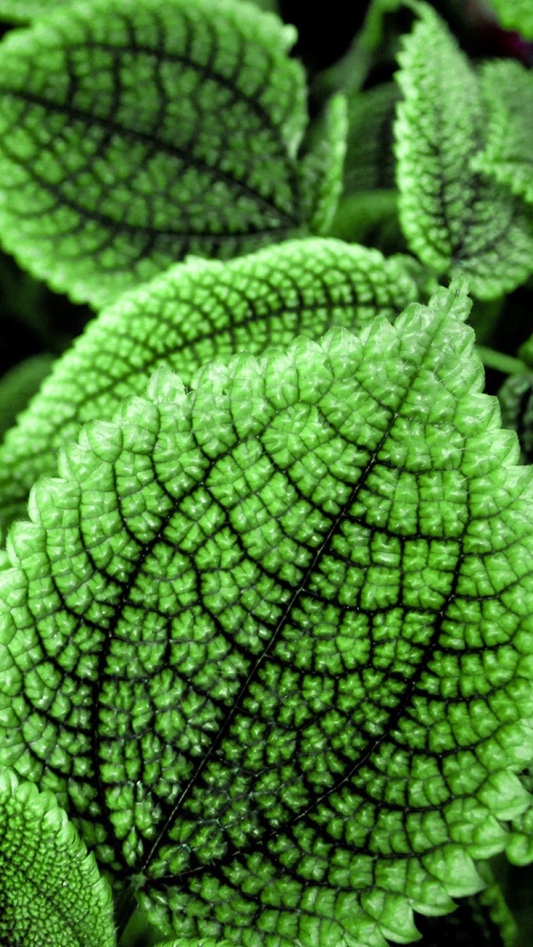 1080x1920 Green Leaf Wallpaper For Android Android Wallpaper