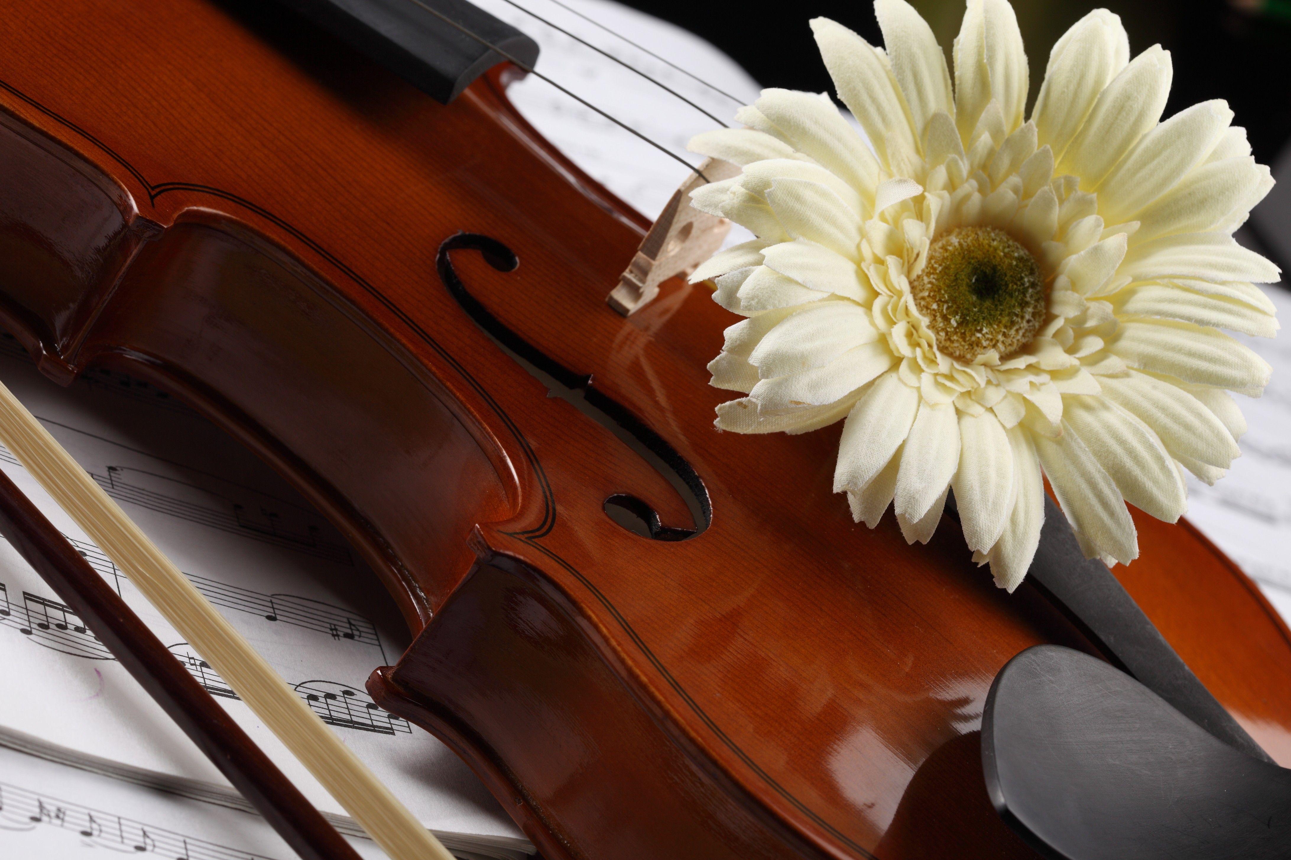 4368x2912 Beautiful violin wallpaper Gallery