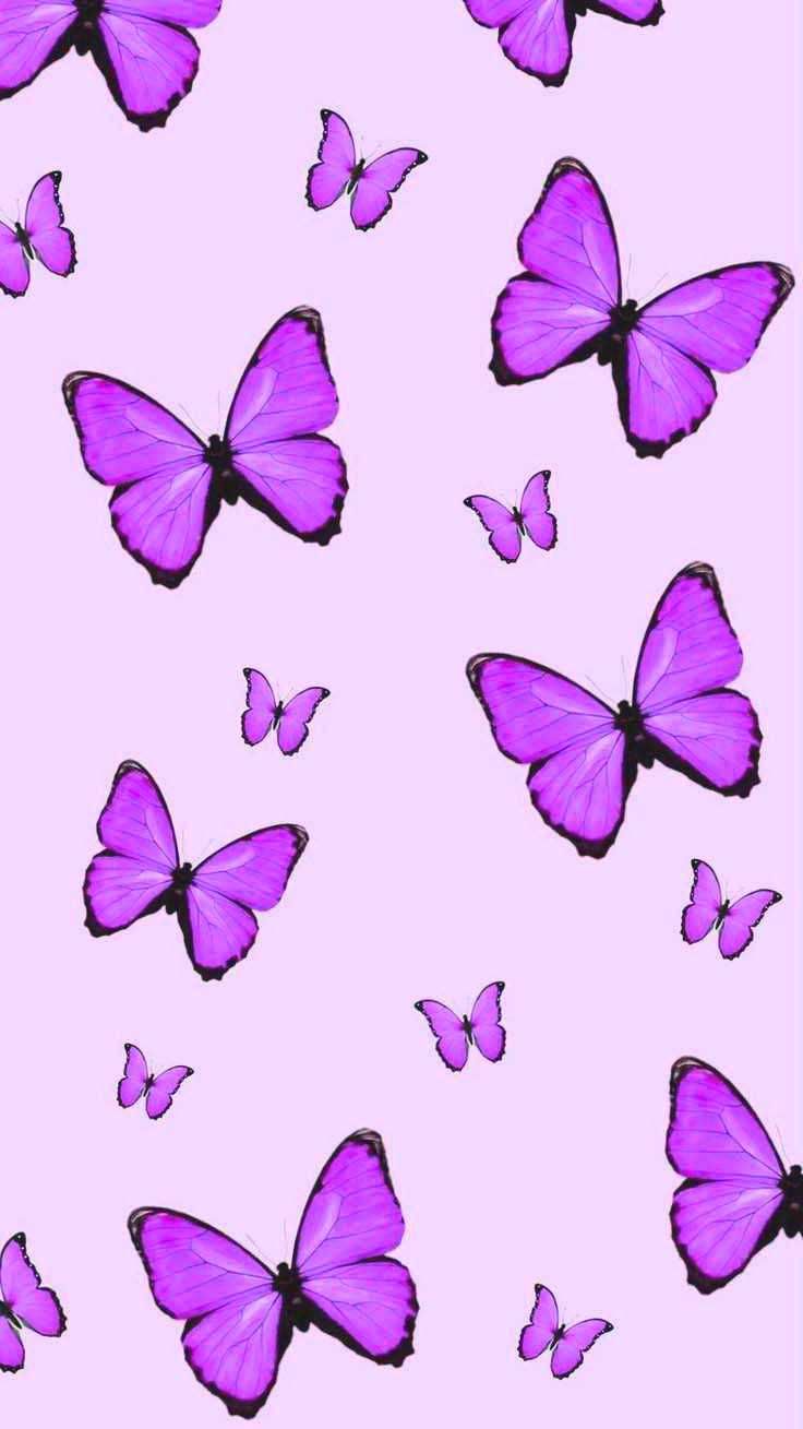 736x1309 Lilac Wallpaper Discover more Butterfly