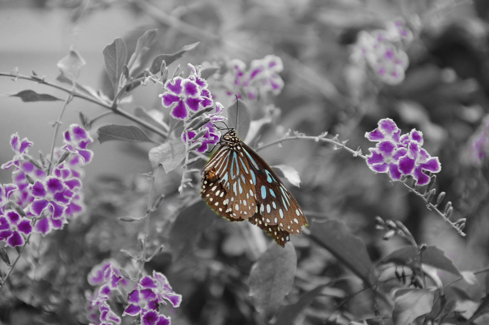 1599x1063 Lilac Butterfly Free Photo Download