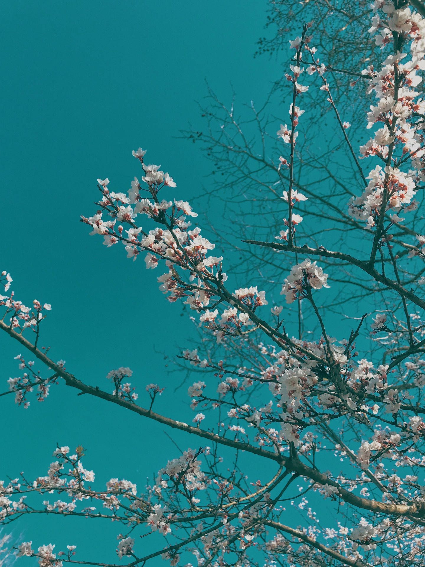 1440x1920 High Resolution iPhone Wallpaper