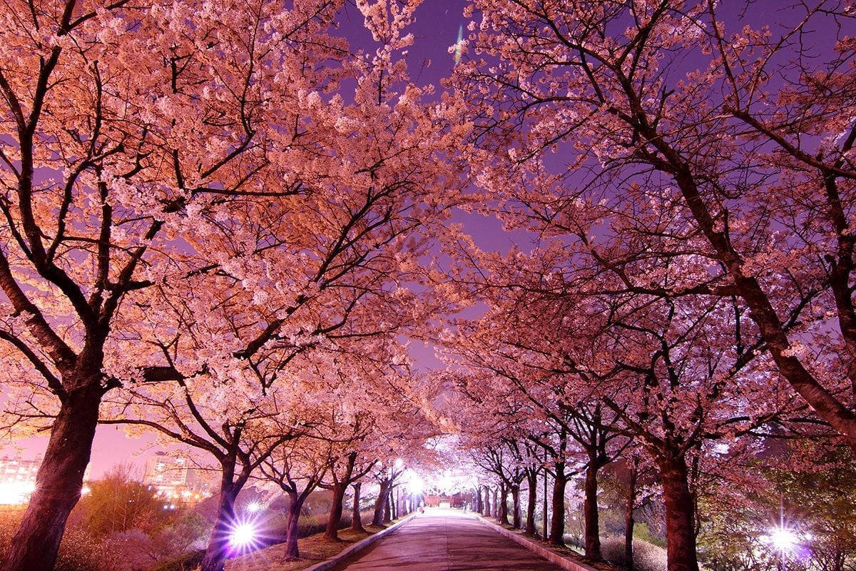 1200x800 Cherry Blossoms Wallpaper