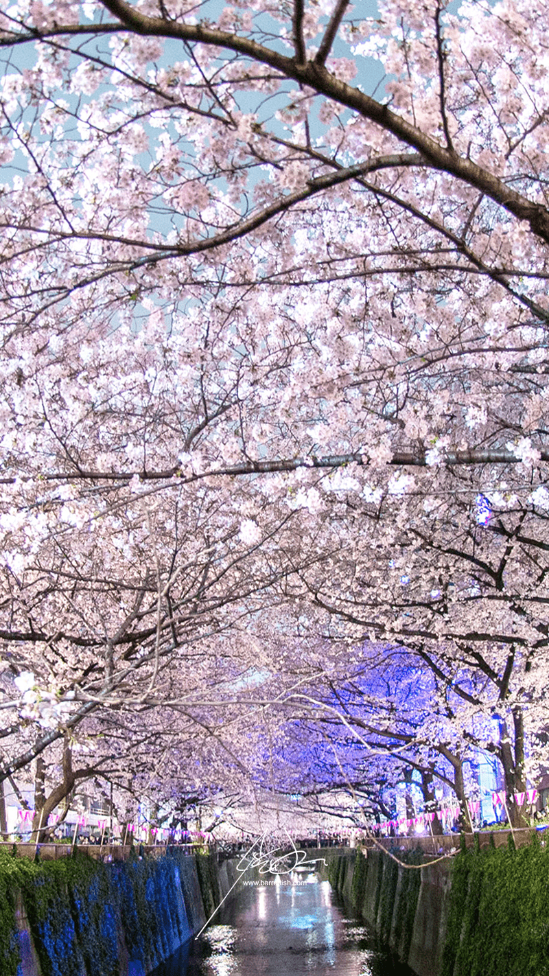 800x1422 Free Japanese Cherry Blossom Smartphone Wallpaper