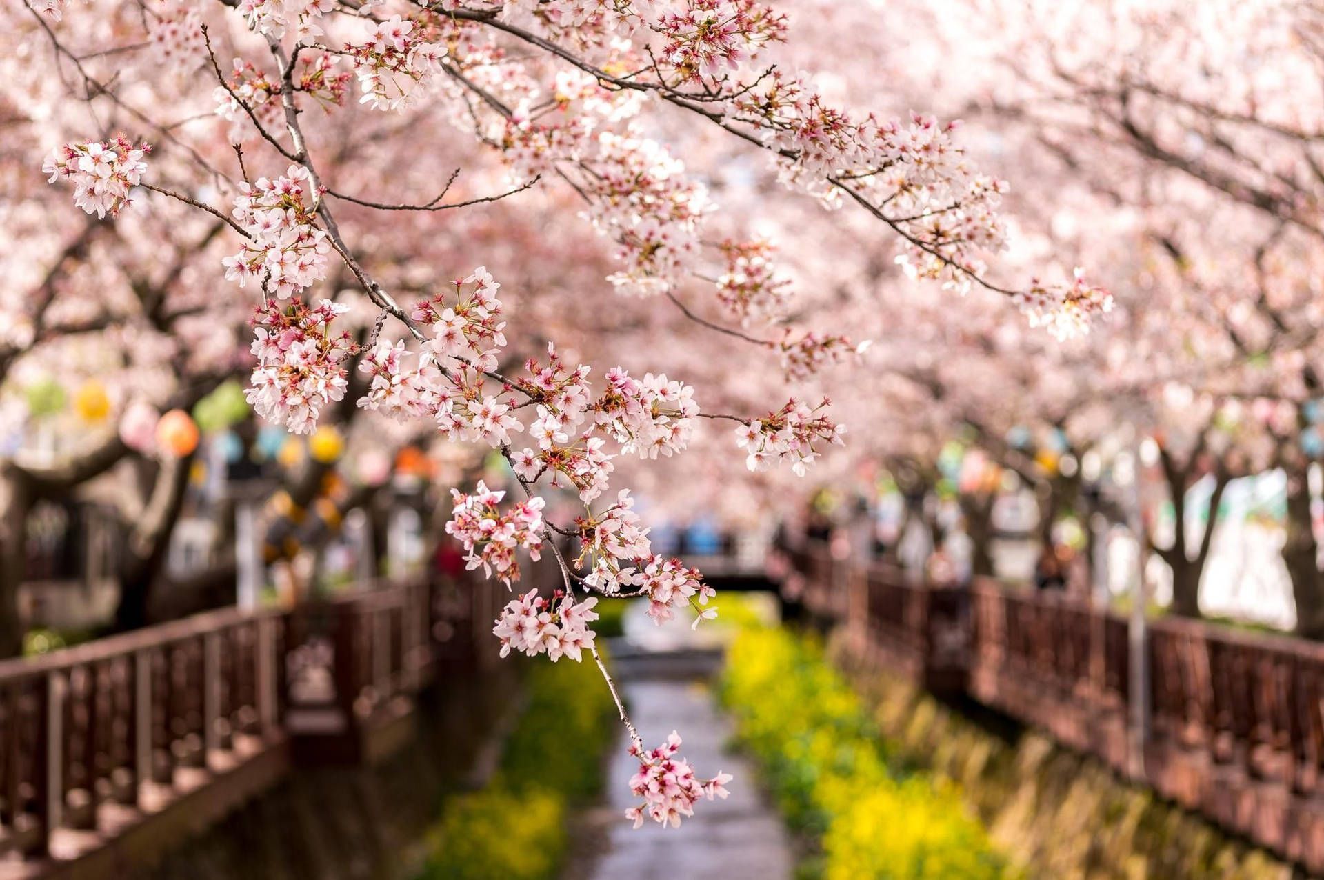 1920x1276 South Korea HD Cherry Blossom Wallpaper