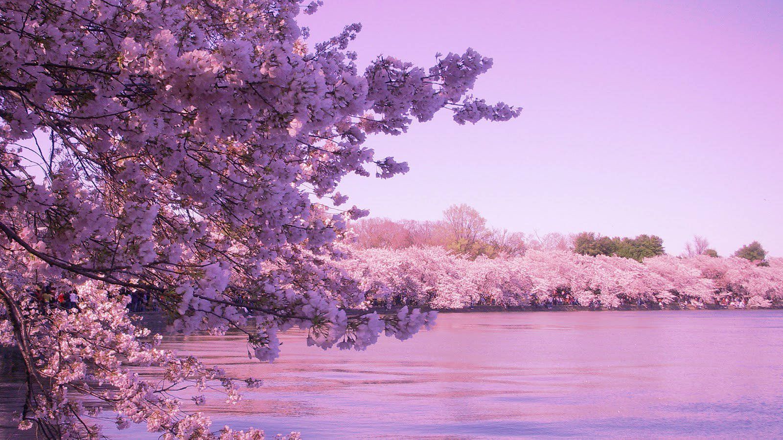 1600x900 Download Cherry Blossom Lake Full HD 1600x900 Wallpaper