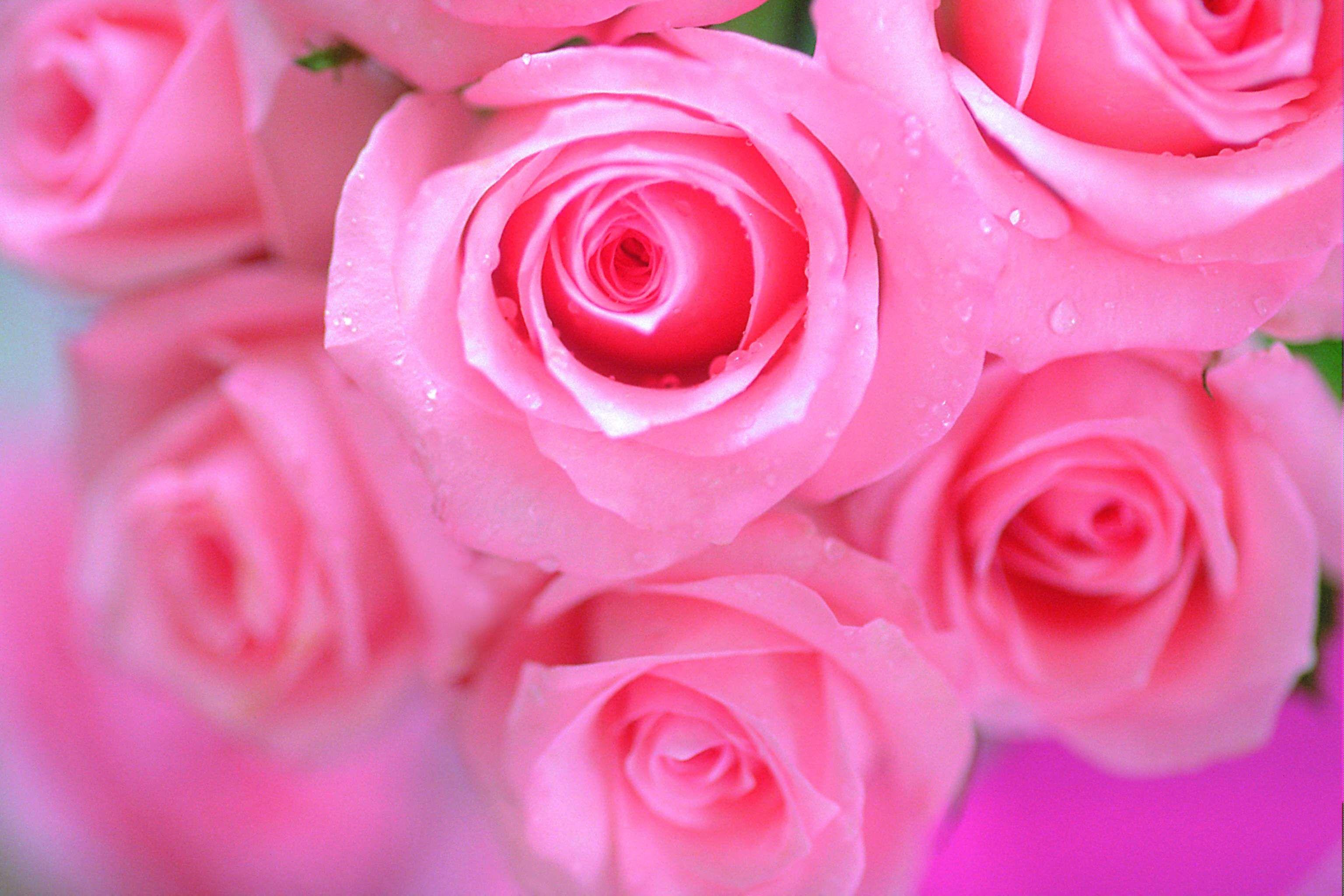 Hình nền hồng phấn 3072x2048.  Hình nền hoa hồng đẹp màu hồng