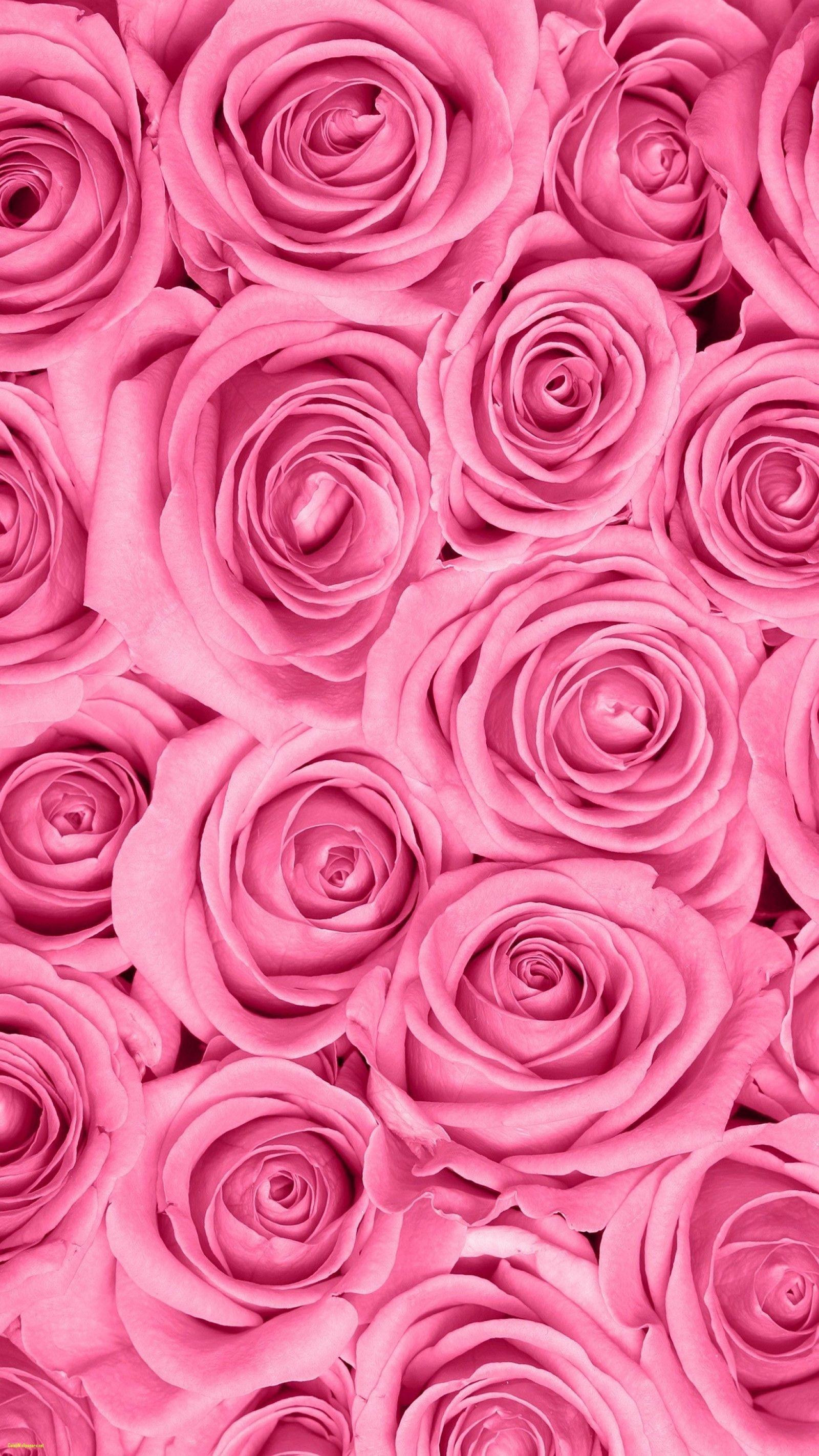 Light Pink and Dark Pink Roses