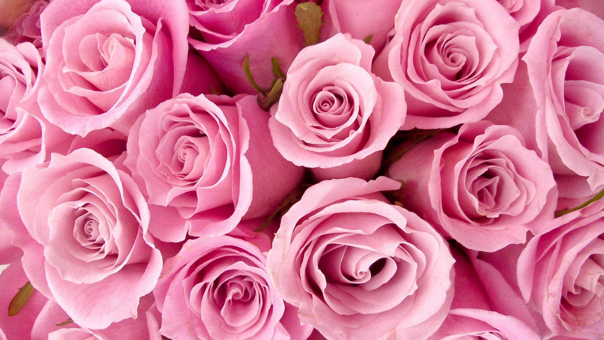1920x1080 Pink Roses hình nền